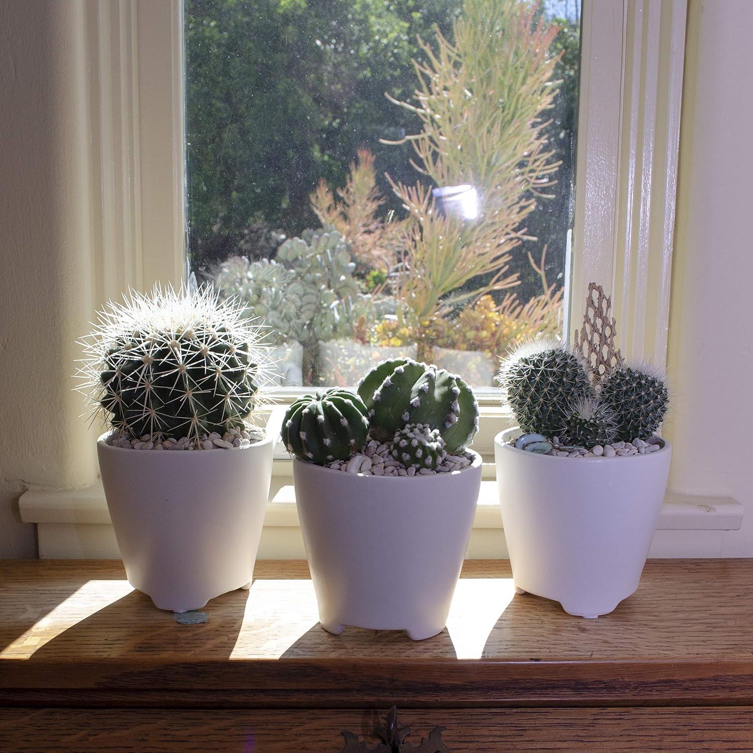 Altman Plants Large Cactus Plants 6-Pack; 3.5 Inch Grower Pots, Full Sun; Easy Plant Care