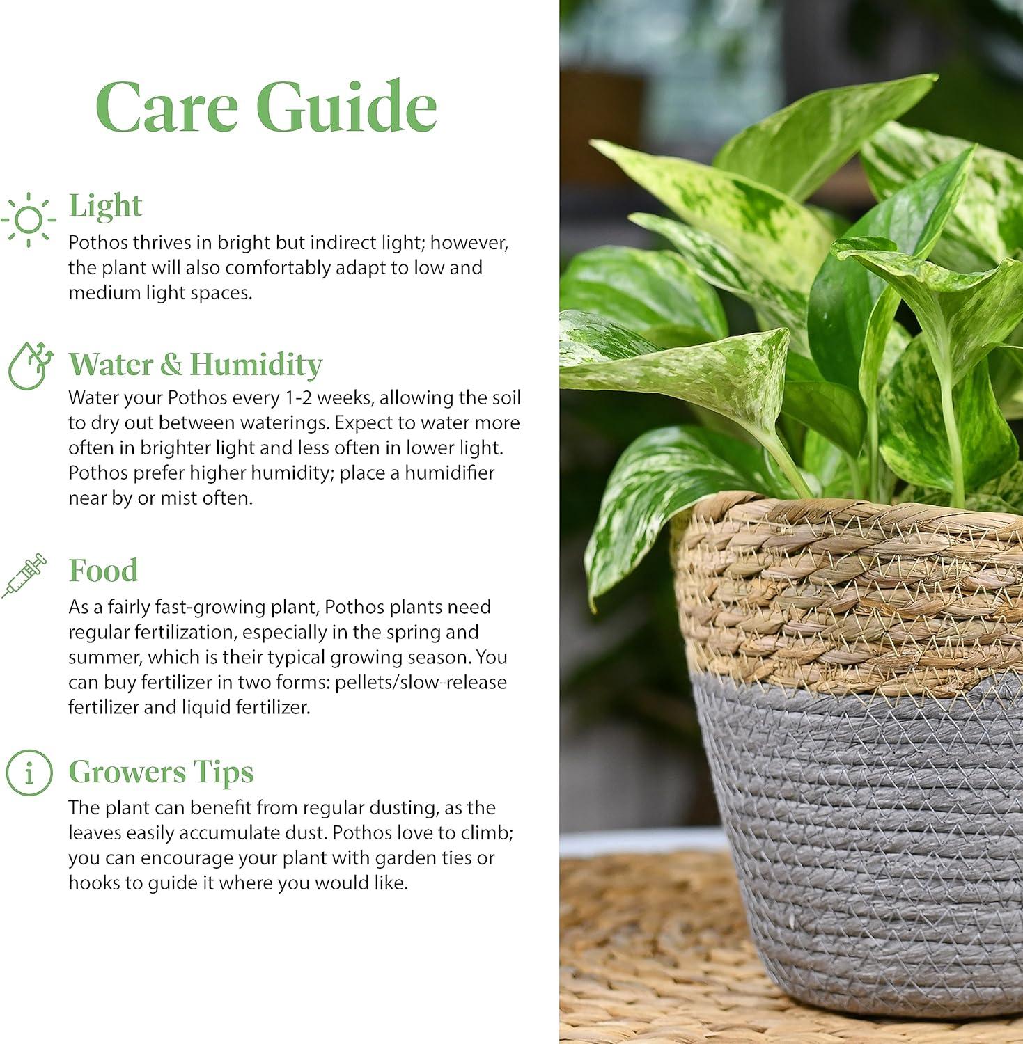 American Plant Exchange Golden Pothos, 6-Inch Pot, Live Easy Care Plant, Vining Foliage Houseplant