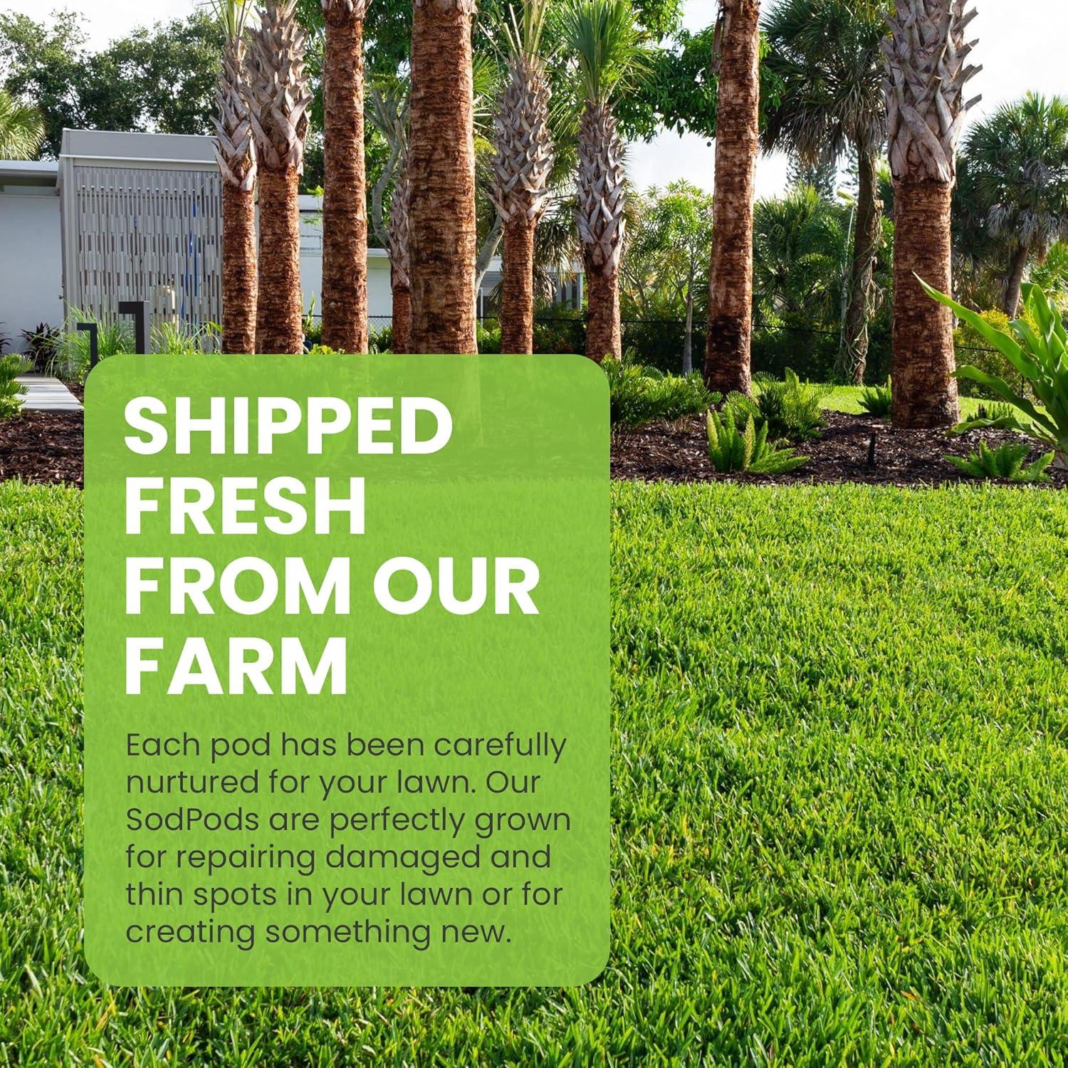 SodPods® Bermuda Grass Plugs (32-Count) Heat & Drought Tolerant Grass, Fast-Spreading, Durable Lawn Repair with Fully Developed Natural Roots – Cannot Ship to CA or AZ