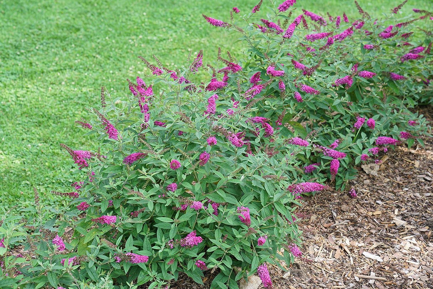 4.5 in. Ruby Chip Butterfly Bush with Magenta-Ruby Flowers