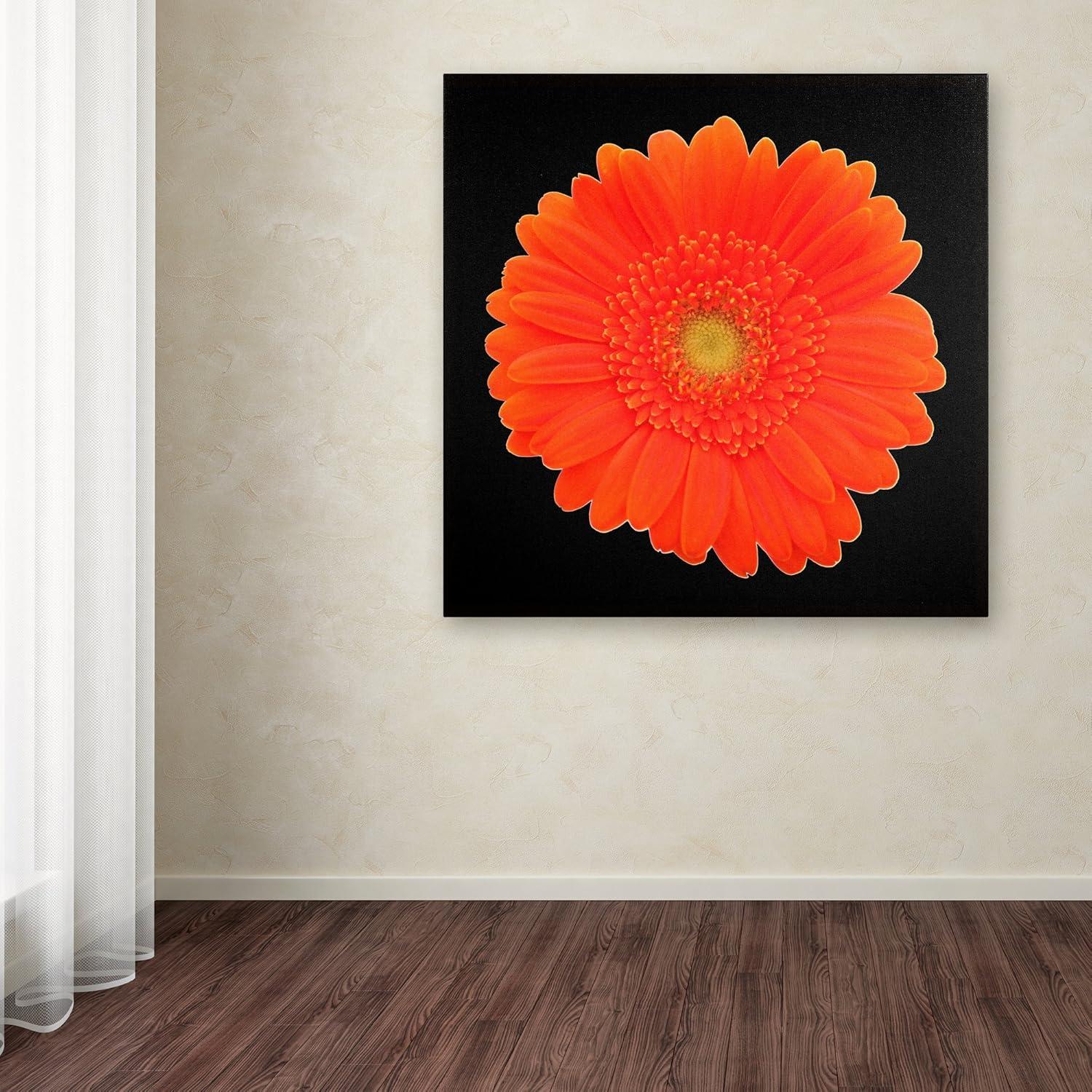 "Orange Gerber Daisy" Framed Graphic Art on Wrapped Canvas