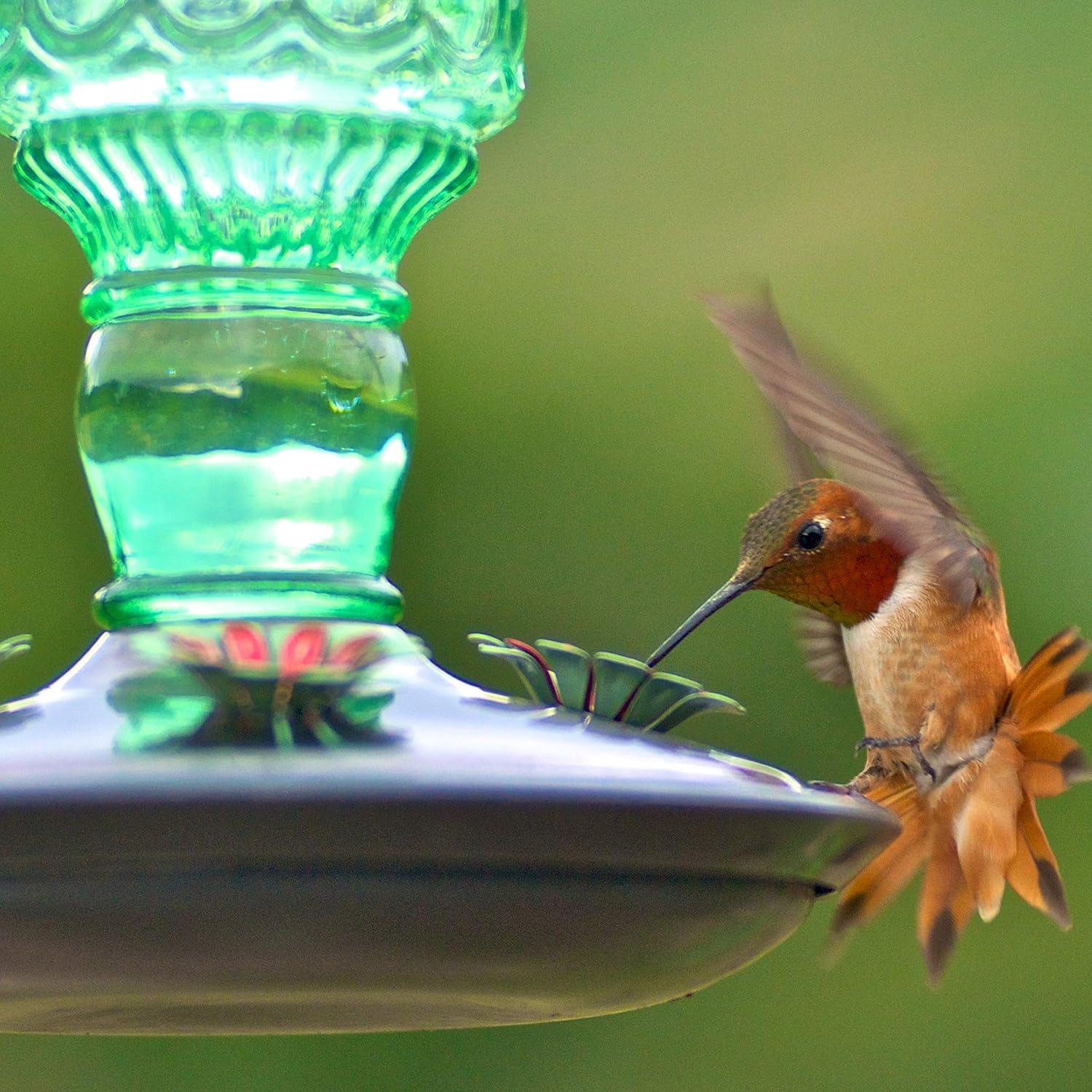Woodstream Glass Hanging Soda Bottle Feeder