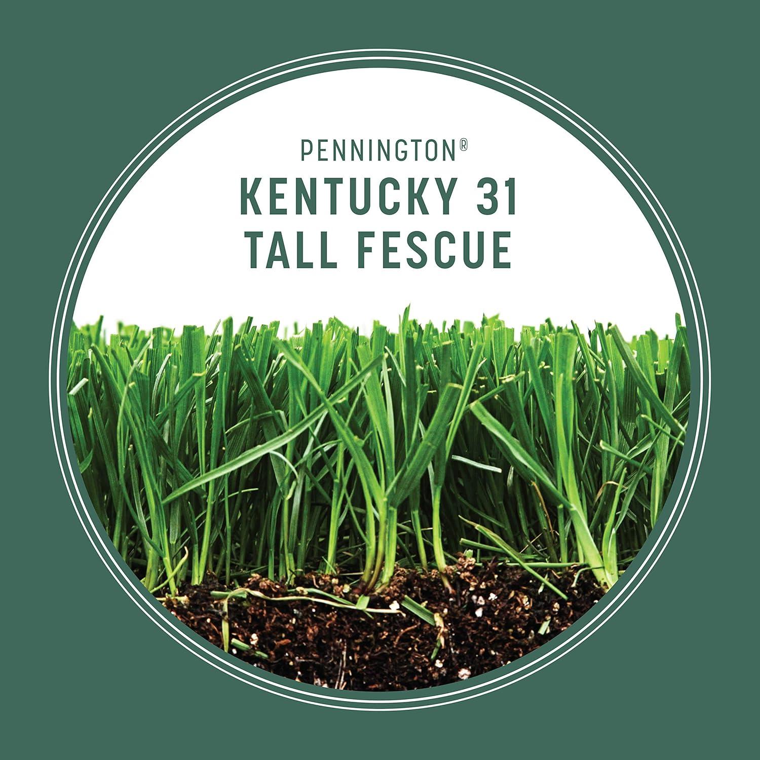 Pennington Kentucky 31 Tall Fescue Grass Sun or Shade Grass Seed 7 lb