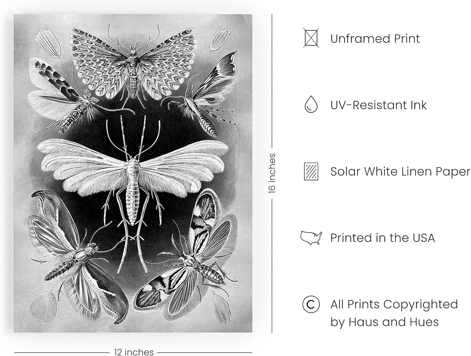 HAUS AND HUES Haeckel Prints Gothic Wall Decor - Goth Room Decor Aesthetic Witch Poster, Witch Art & Wiccan Wall Decorations, Creepy Drawings, Goth Wall Art, Witchy Wall Decor UNFRAMED 12"x16"