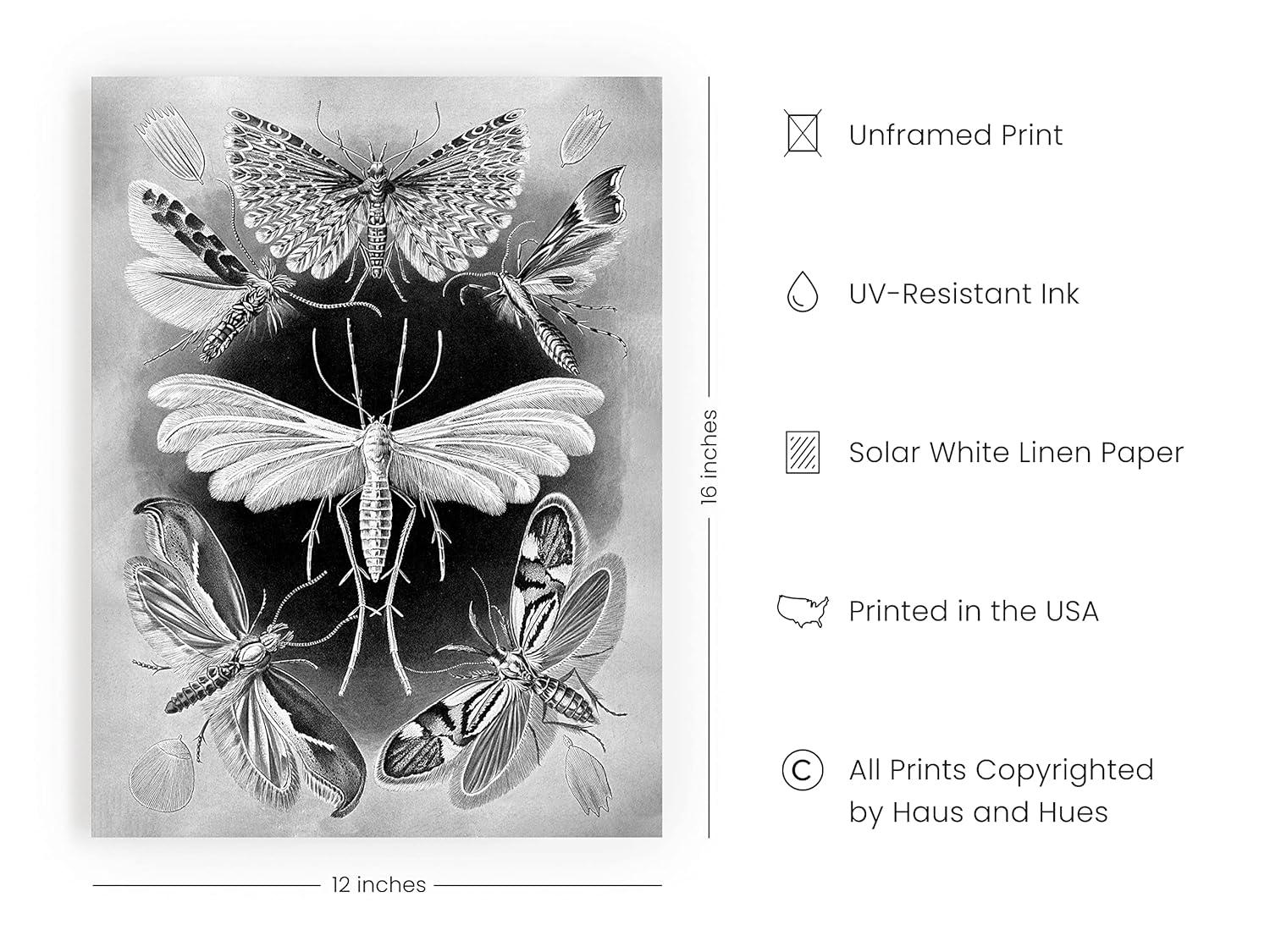 HAUS AND HUES Haeckel Prints Gothic Wall Decor - Goth Room Decor Aesthetic Witch Poster, Witch Art & Wiccan Wall Decorations, Creepy Drawings, Goth Wall Art, Witchy Wall Decor UNFRAMED 12"x16"