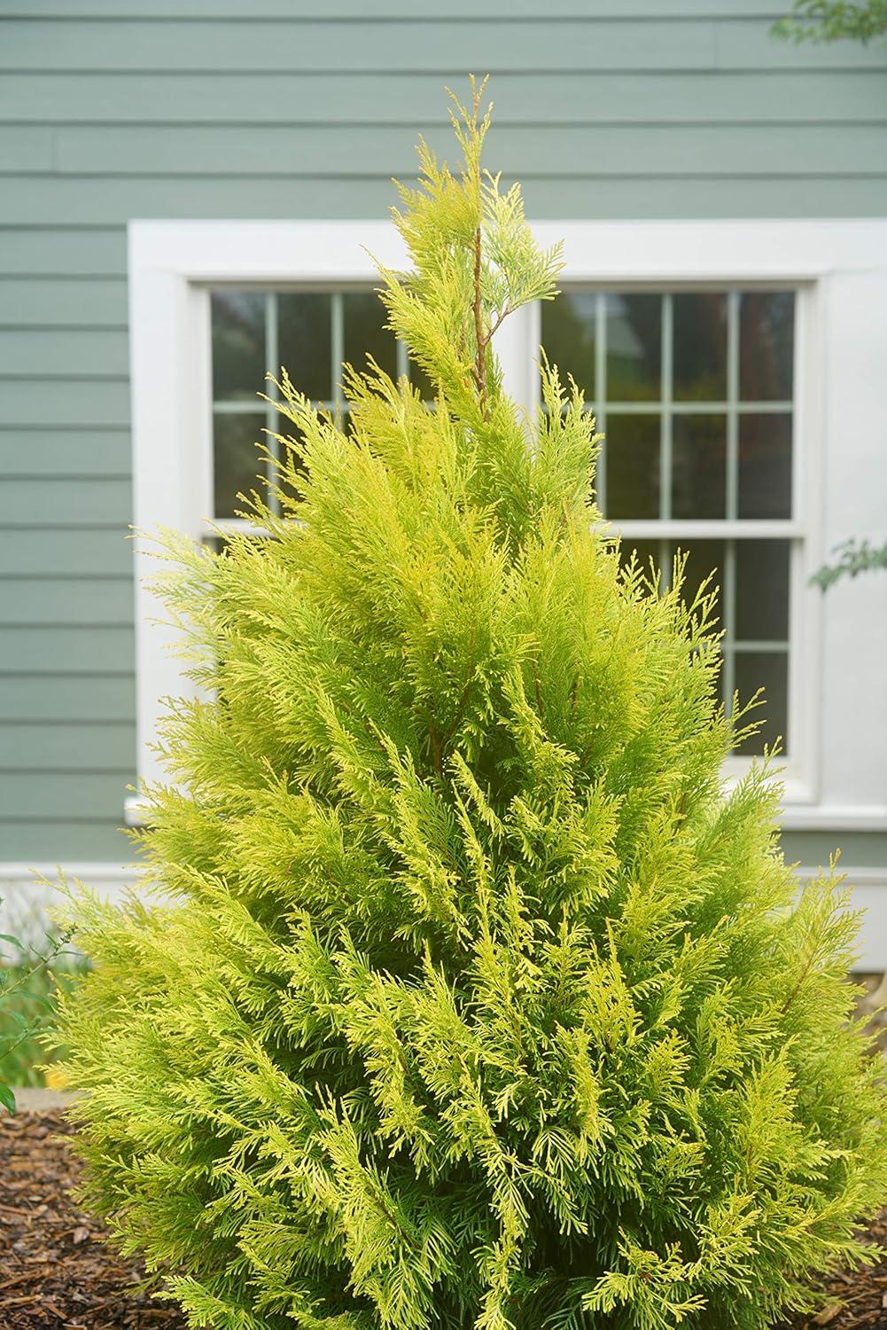 Proven Winners 1 Gallon Fluffy Western Arborvitae (Thuja) Live Evergreen Shrub