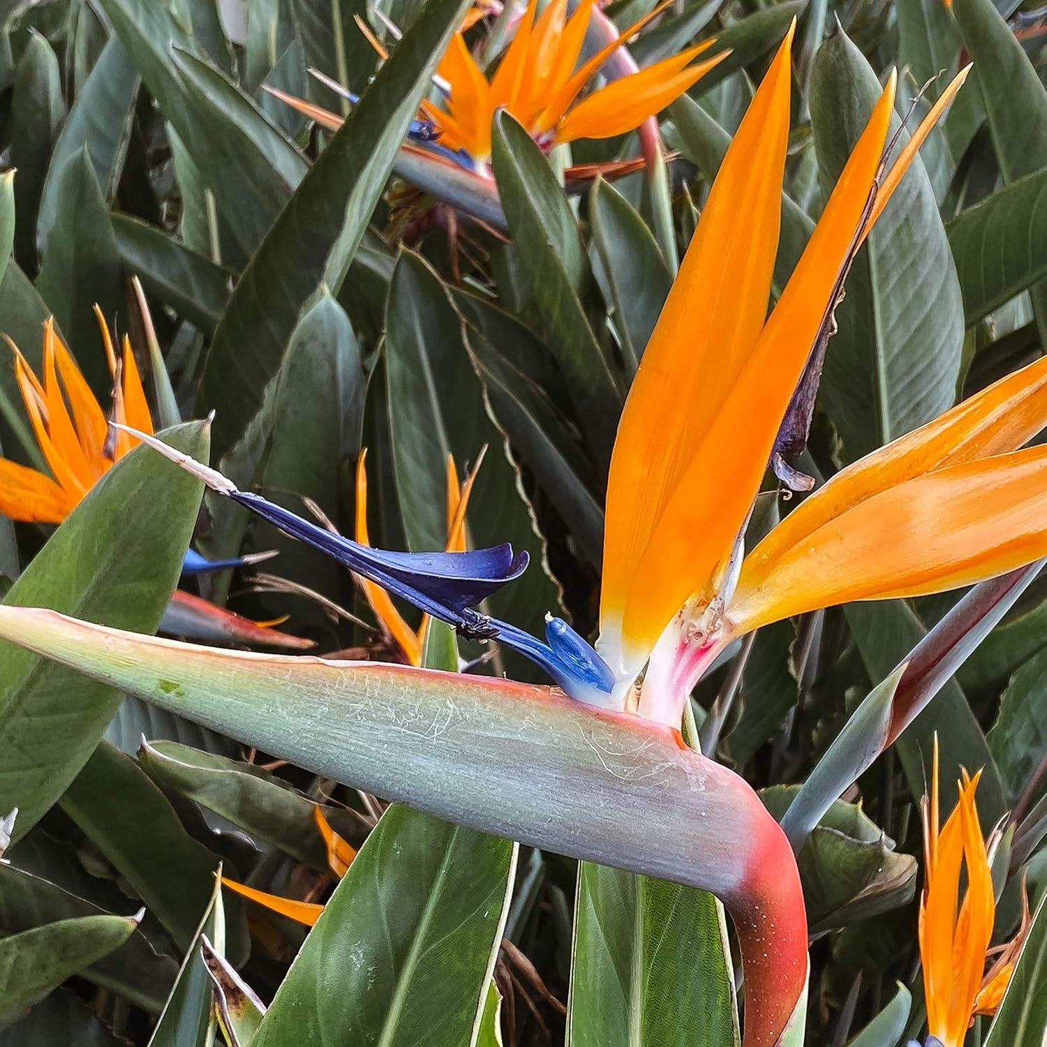 Tropical Orange Bird of Paradise Plants in Loam Soil