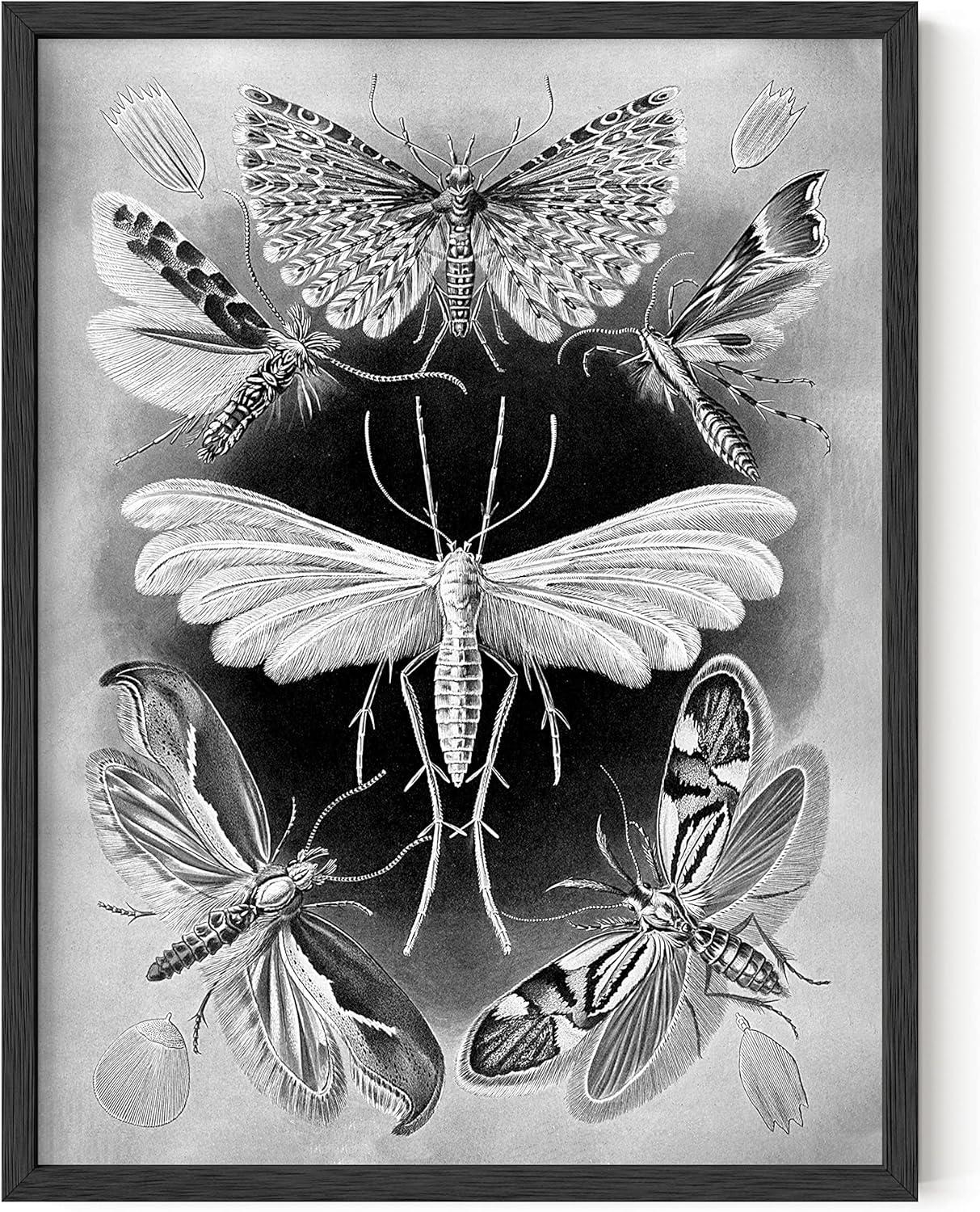 HAUS AND HUES Haeckel Prints Gothic Wall Decor - Goth Room Decor Aesthetic Witch Poster, Witch Art & Wiccan Wall Decorations, Creepy Drawings, Goth Wall Art, Witchy Wall Decor UNFRAMED 12"x16"