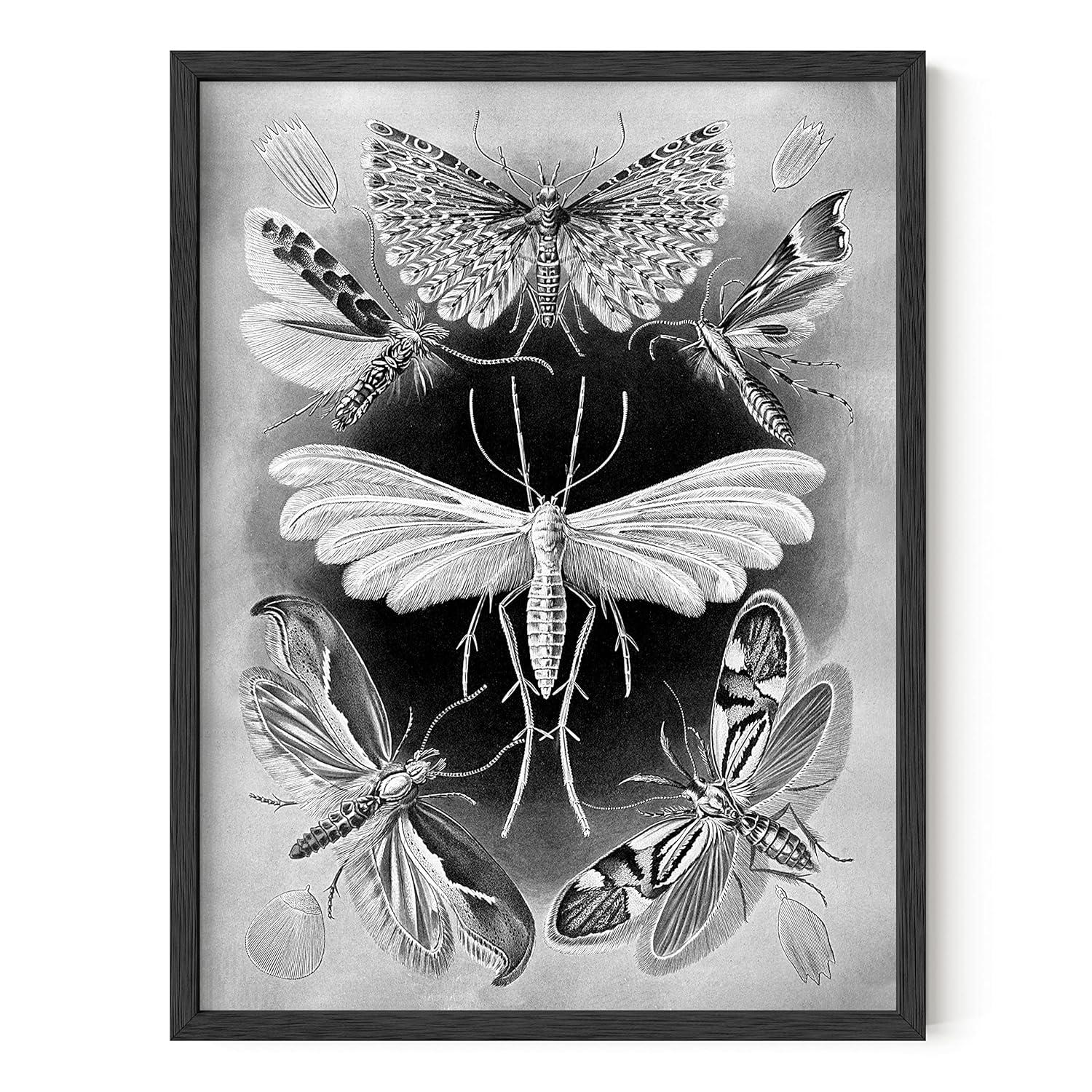 HAUS AND HUES Haeckel Prints Gothic Wall Decor - Goth Room Decor Aesthetic Witch Poster, Witch Art & Wiccan Wall Decorations, Creepy Drawings, Goth Wall Art, Witchy Wall Decor UNFRAMED 12"x16"