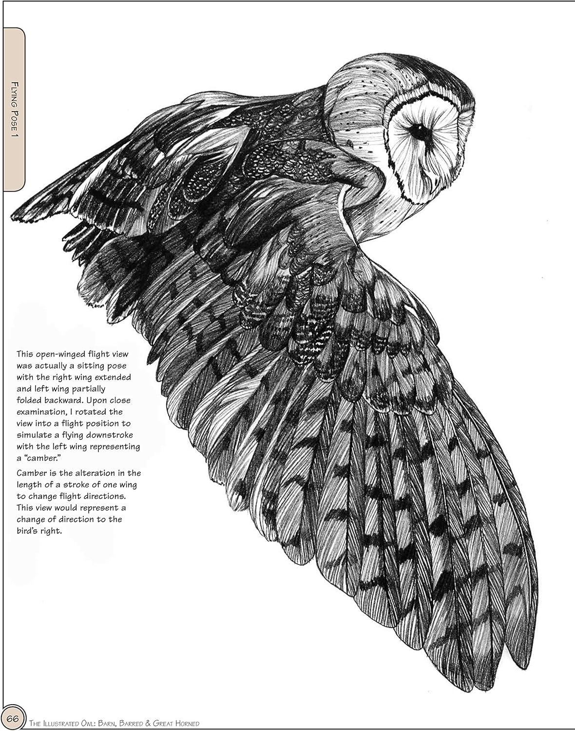 Illustrated Owl Reference Guide for Bird Lovers and Artists