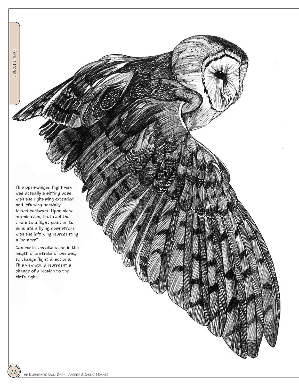 Illustrated Owl Reference Guide for Bird Lovers and Artists