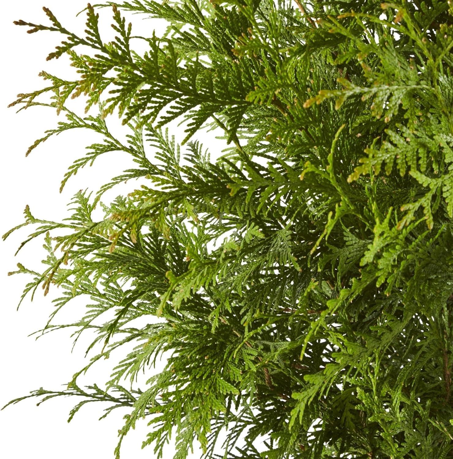 Expert Gardener 2.25 Gallon Green Giant Arborvitae Live Shrub