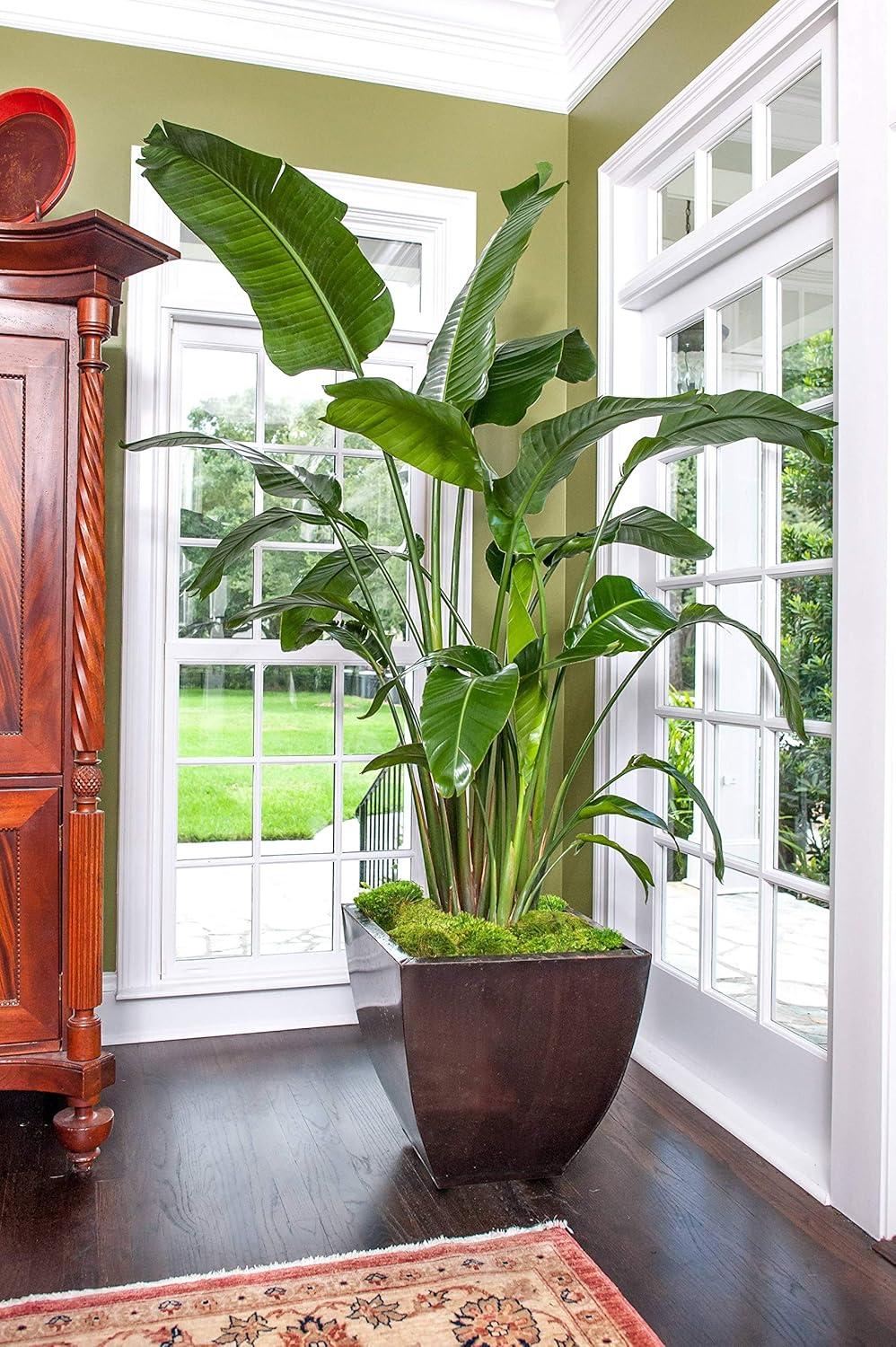 Giant White Bird of Paradise in Black Pot