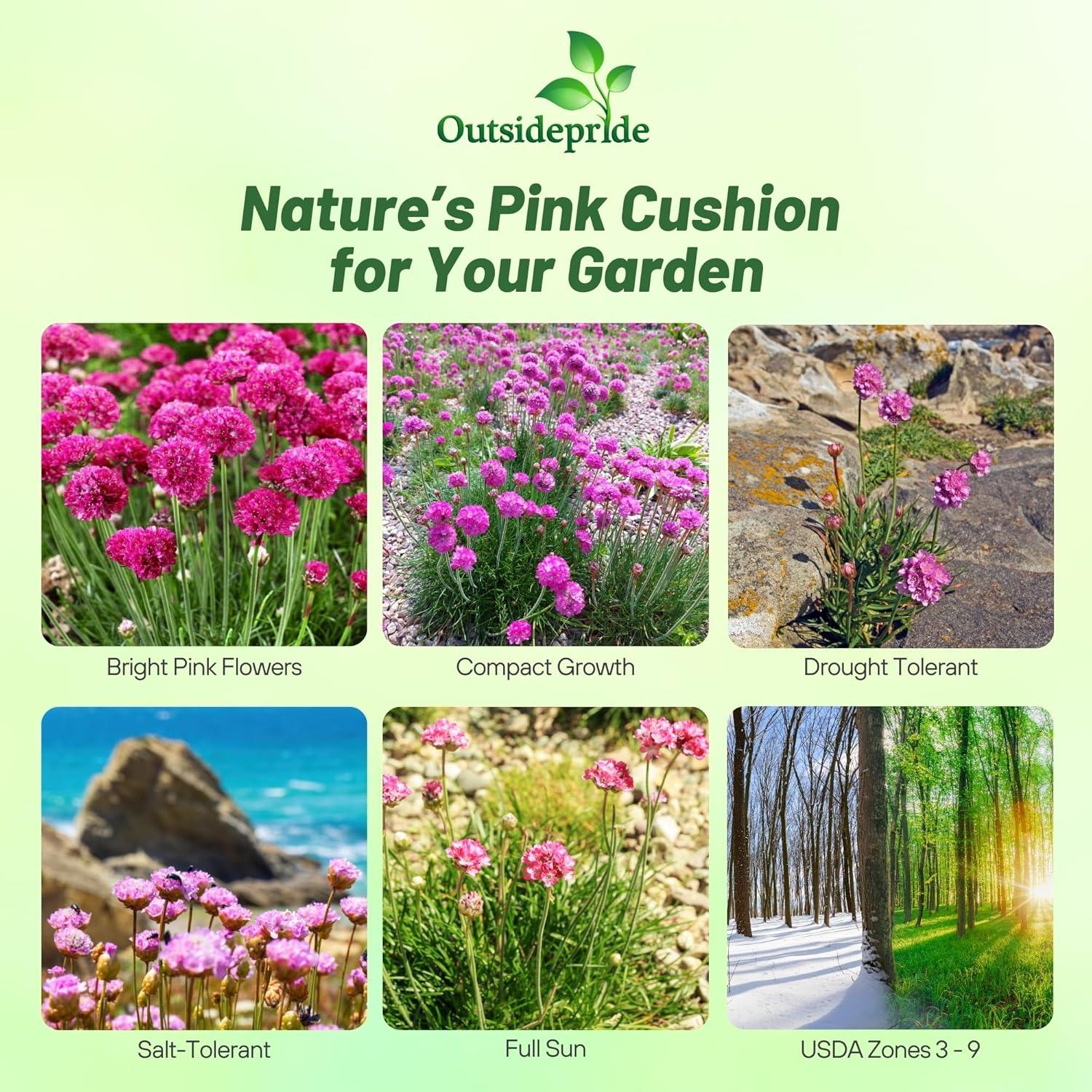 Outsidepride Perennial Armeria Maritima Ground Cover Plant Seed for Full Sun - 2000 Seeds