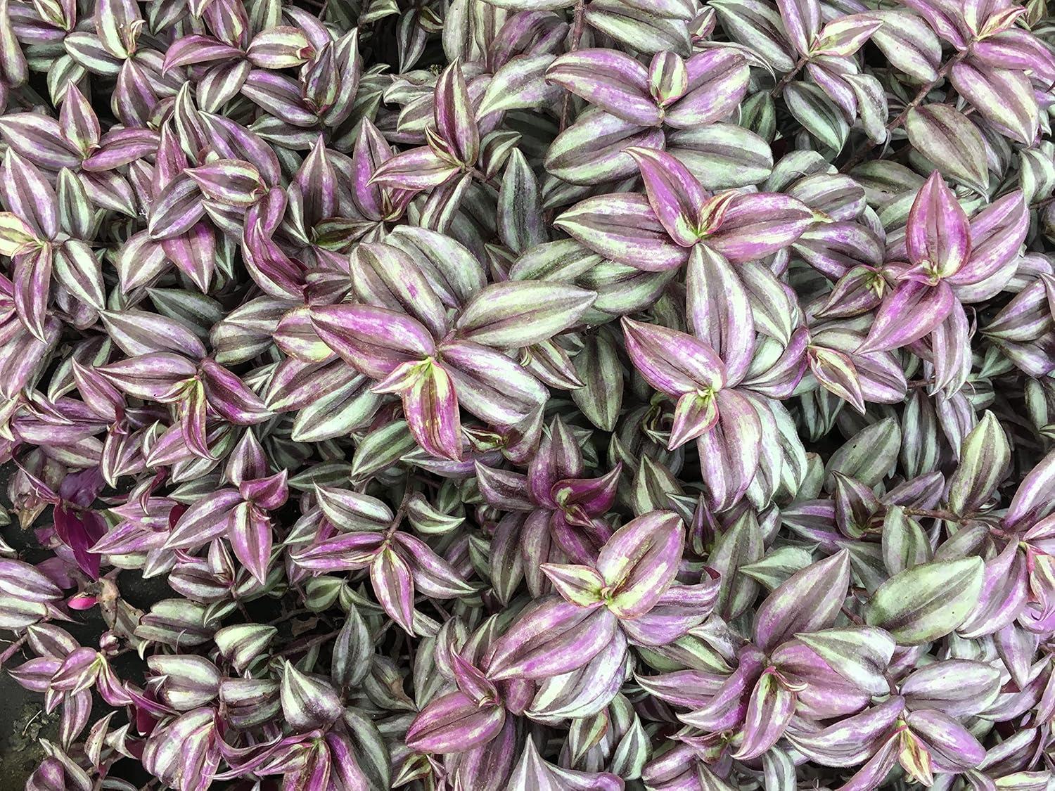 Daylily Nursery Wandering Jew Live Plant with 4in Pot