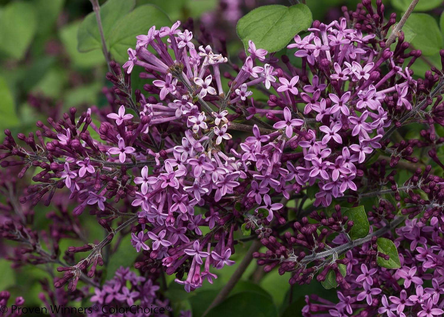 4.5 in. Dark Purple Reblooming Lilac Live Shrub