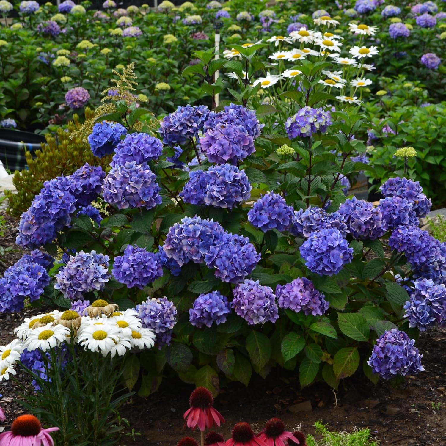 Endless Summer Bloomstruck Hydrangea Live Shrub (2 Gallon)