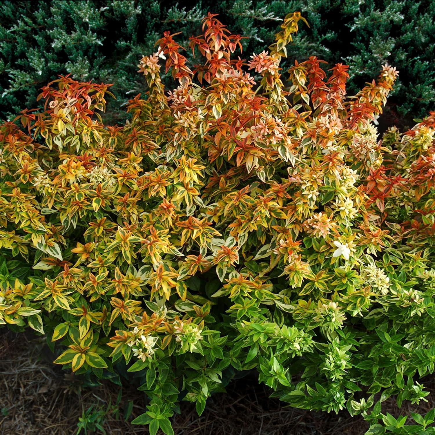 Southern Living Abelia Kaleidoscope Live Shrub in 2-Gallon Grower Pot