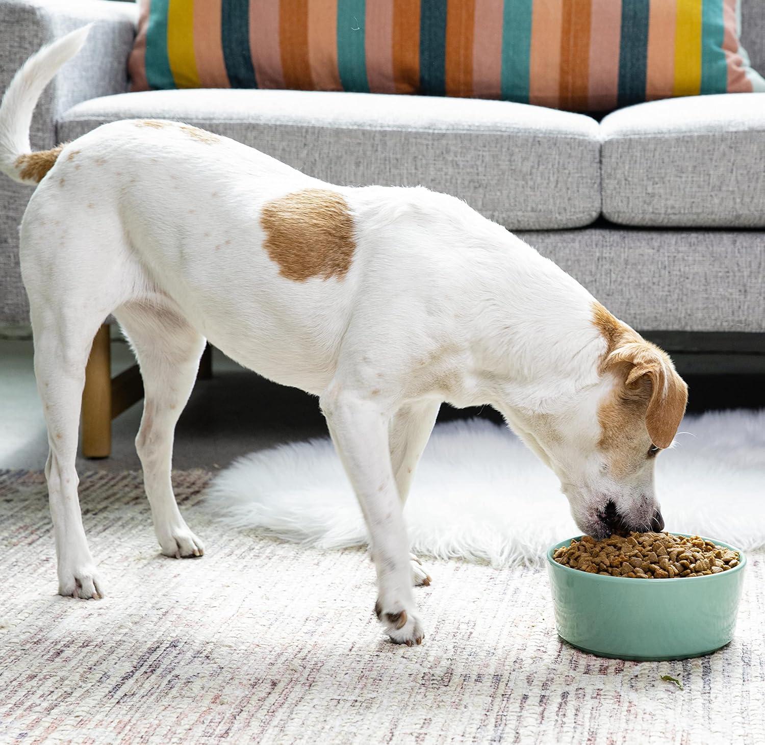 Pet Bowl