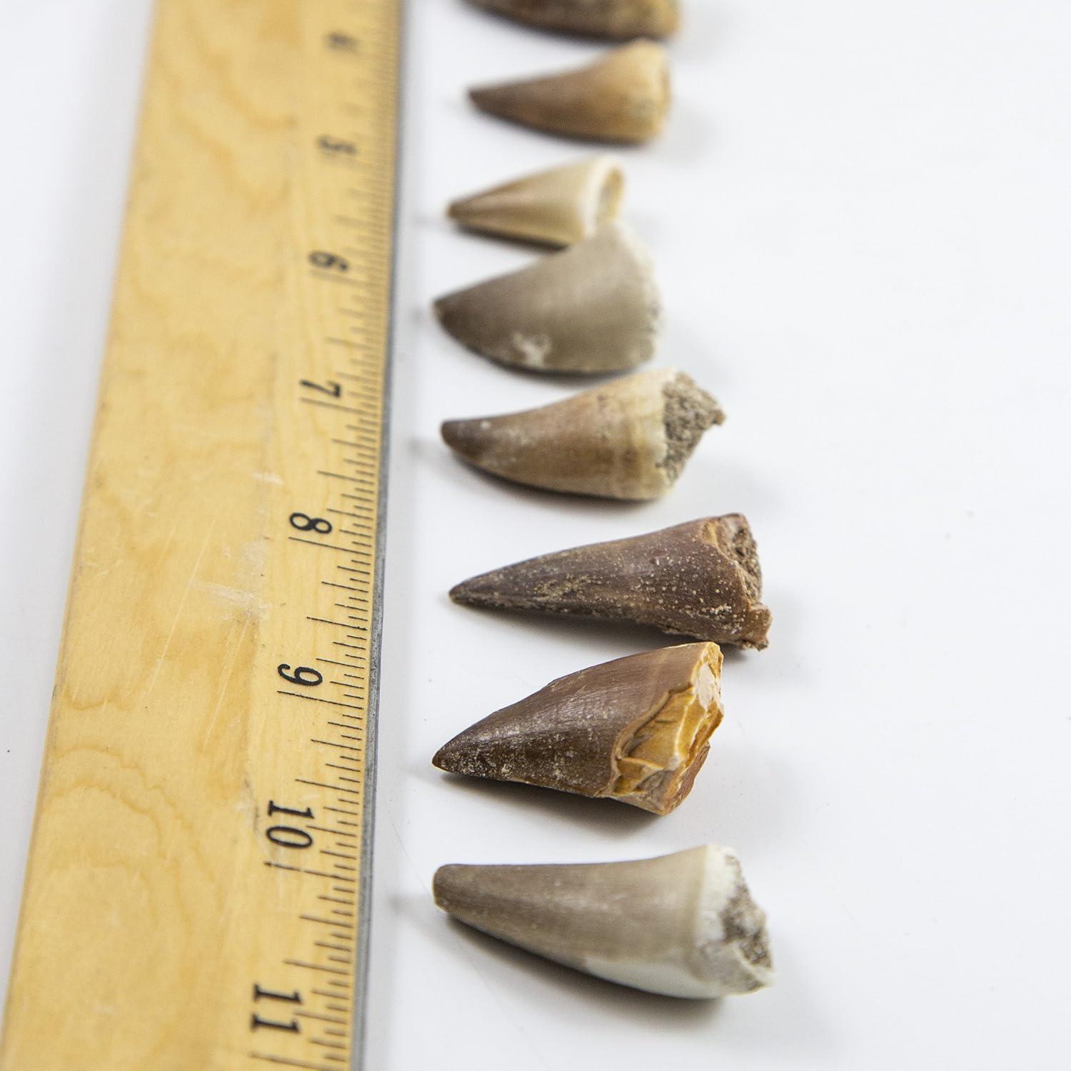 Museum Quality Mosasaurus Teeth - Genuine Mosasaur Dinosaur Tooth from The Late Cretaceous Period - A-Grade Dinosaur Fossils (Set of 10)