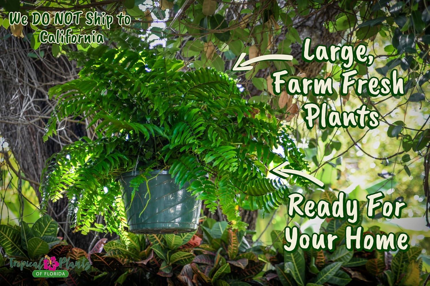 Tropical Plants of Florida 10" Boston Fern Hanging Basket 32" to 34" Wide; Bright, Indirect Sunlight, Large Hanging Plant with Metal Hanger