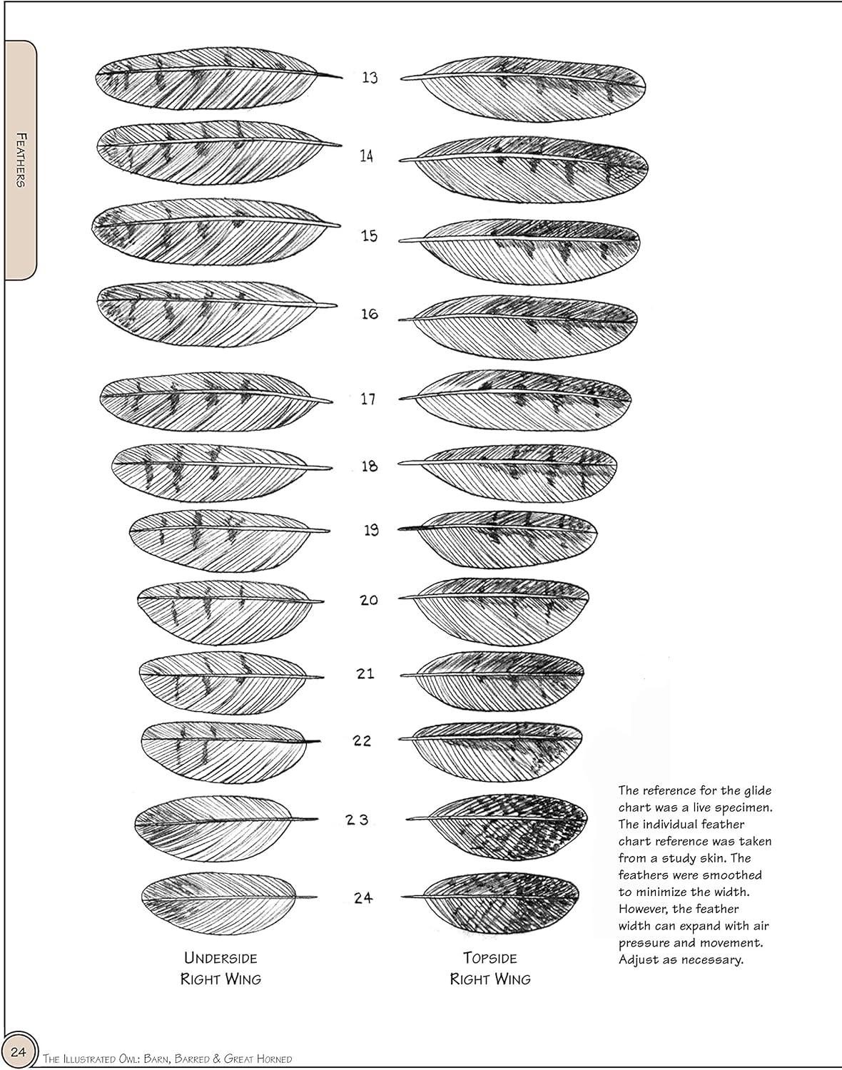 Illustrated Owl Reference Guide for Bird Lovers and Artists