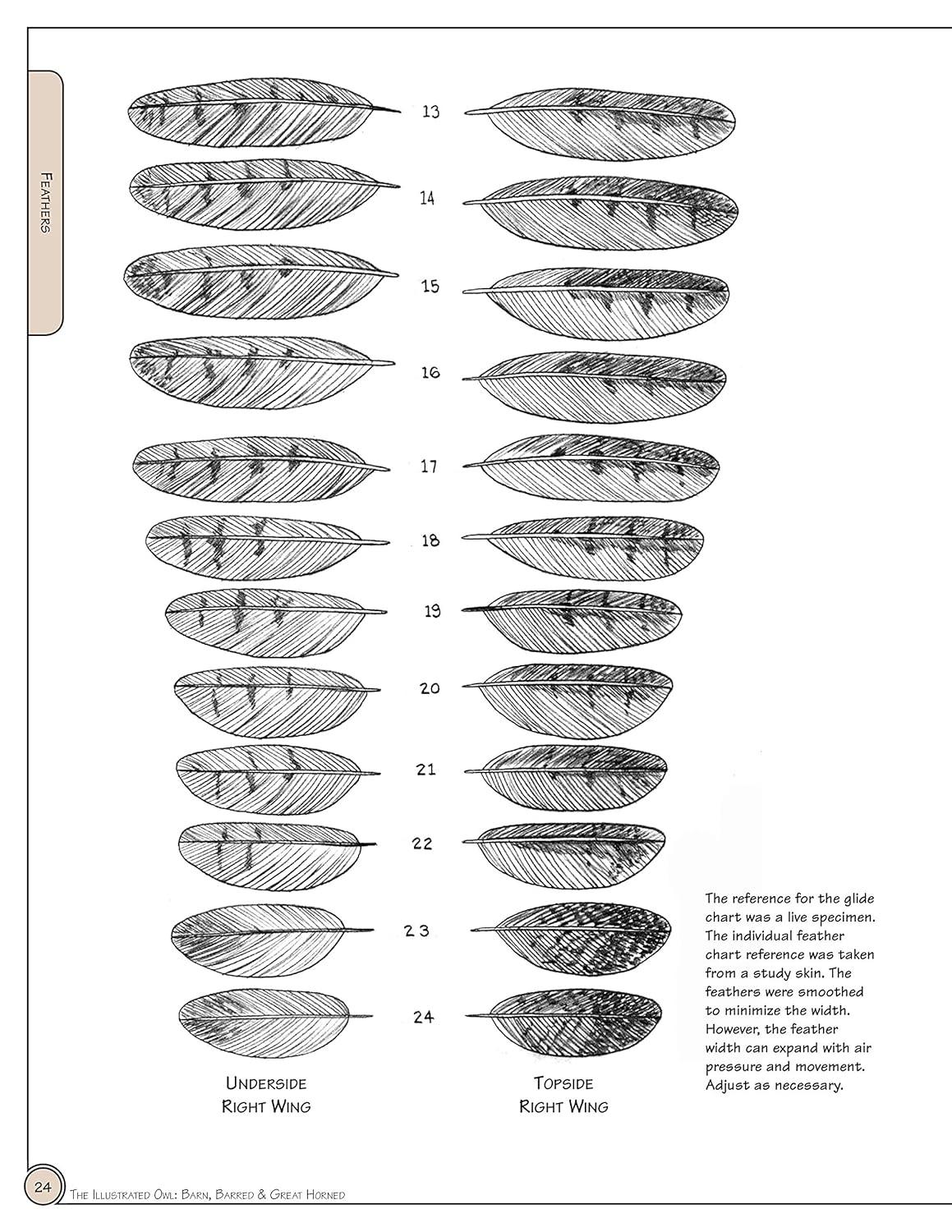 Illustrated Owl Reference Guide for Bird Lovers and Artists