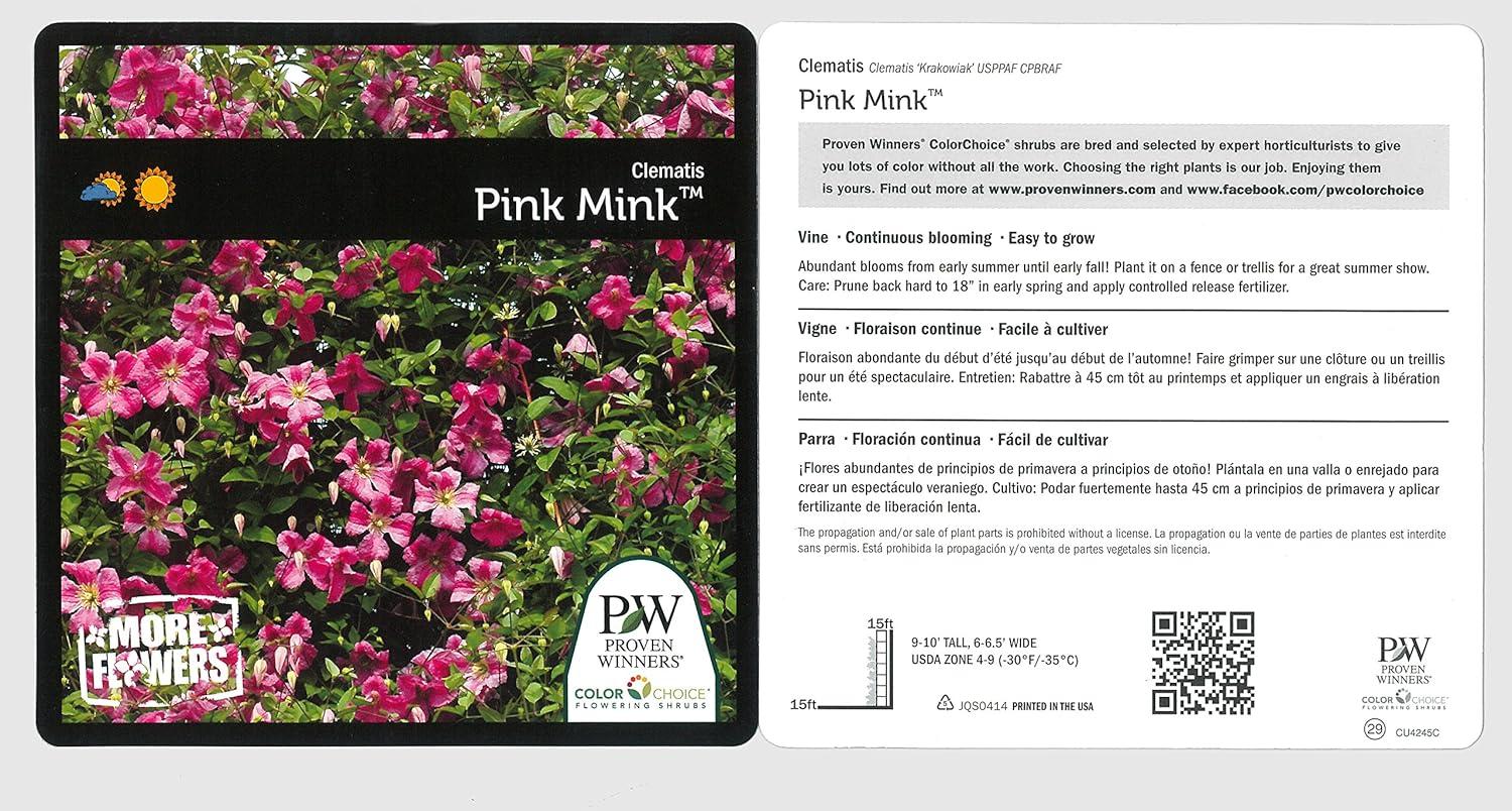 Pink Mink Clematis Trailing Flowering Shrub, 4.5 in. Quart