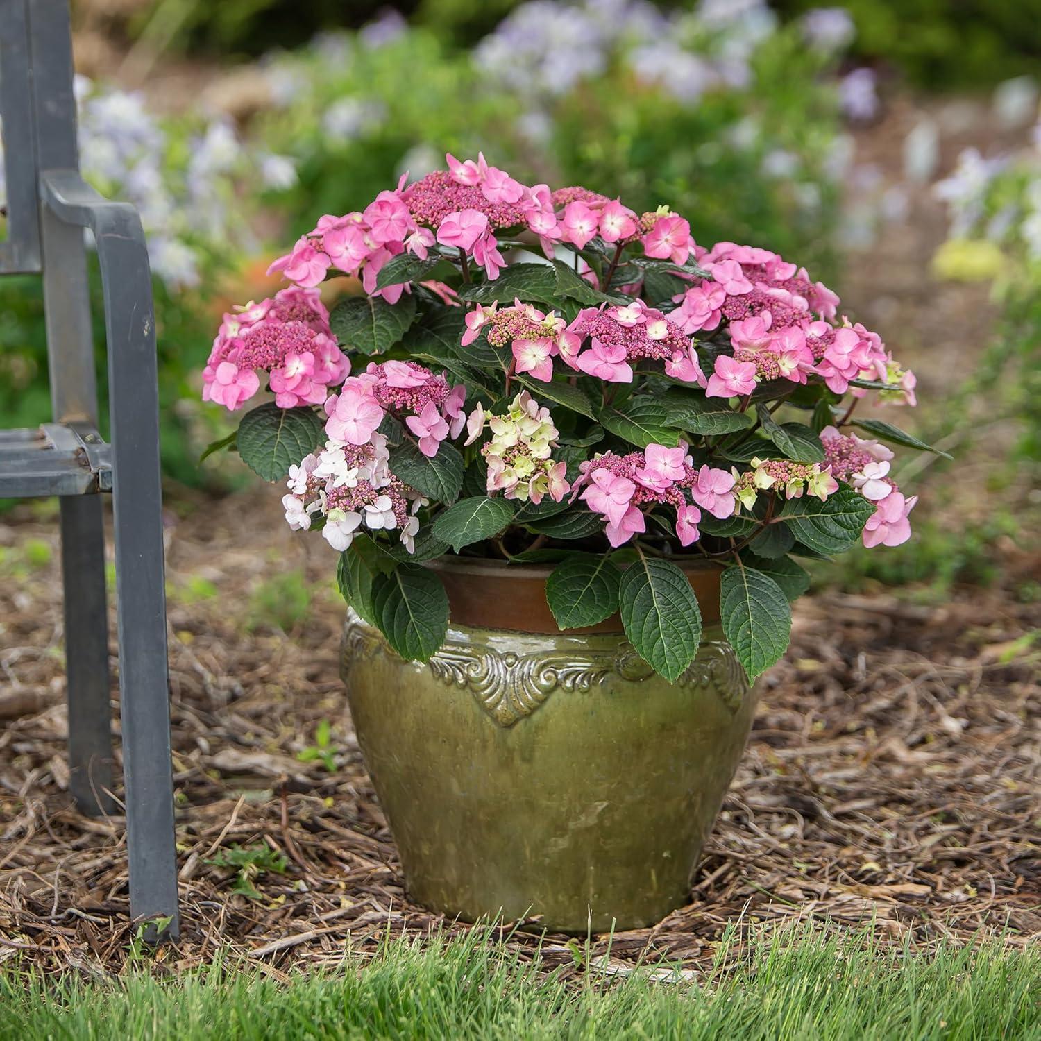 Compact Endless Summer Hydrangea 'Pop Star' - 2 Gallon Blue Lacecap