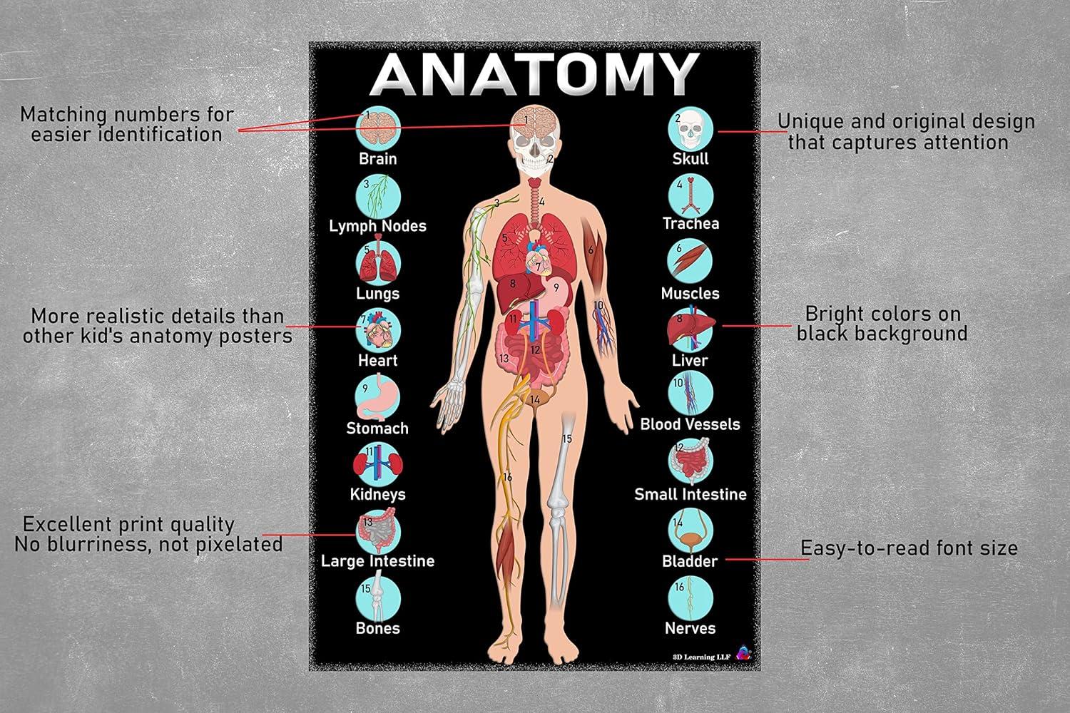 Human Anatomy & Body Systems Laminated Posters - 14x19.5, Science Educational Charts & Classroom Decorations, Back to School Supplies, Learning Posters for Biology Class, STEM & STEAM