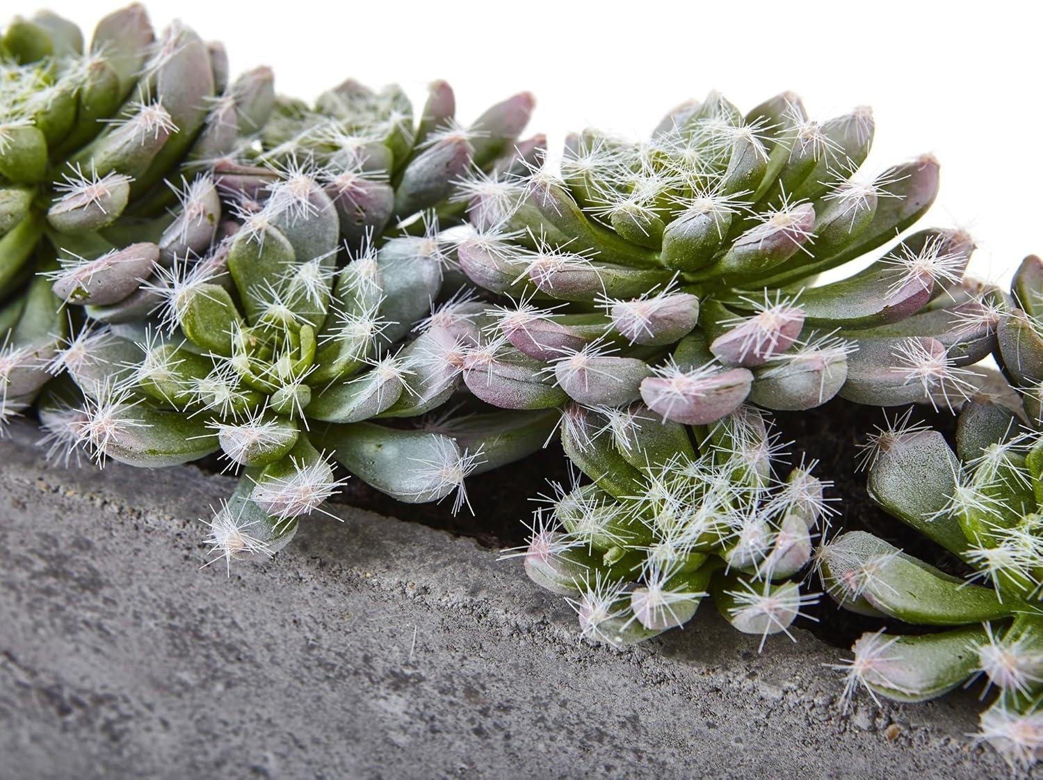 Succulent Garden With Textured Concrete Planter