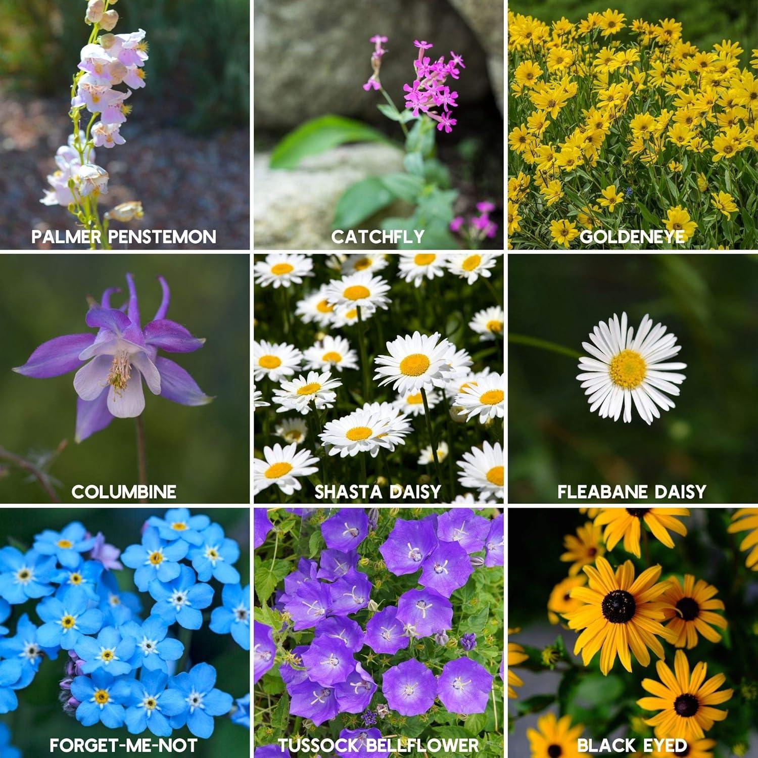 Mountain Valley Seed Company Rocky Mountain Wildflower Mix, 80,000 Flower Seeds, 18 Assorted