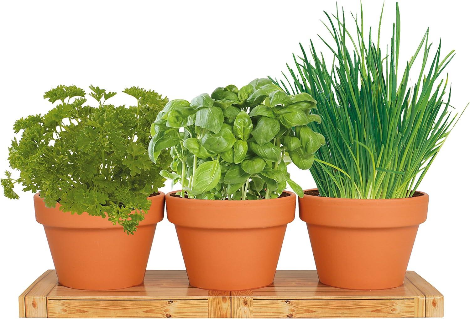 Terra Cotta Herb Trio Grow Kit with Basil, Parsley, and Chives