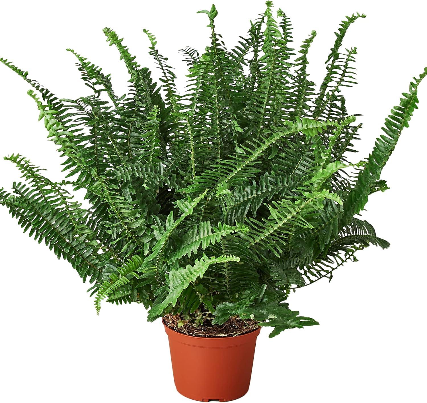 Jester's Crown Fern in 6" Terracotta Pot