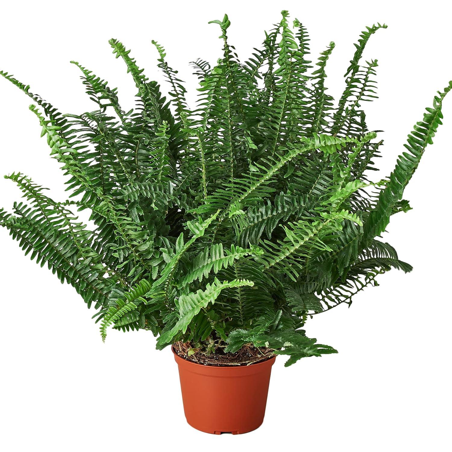 Jester's Crown Fern in 6" Terracotta Pot