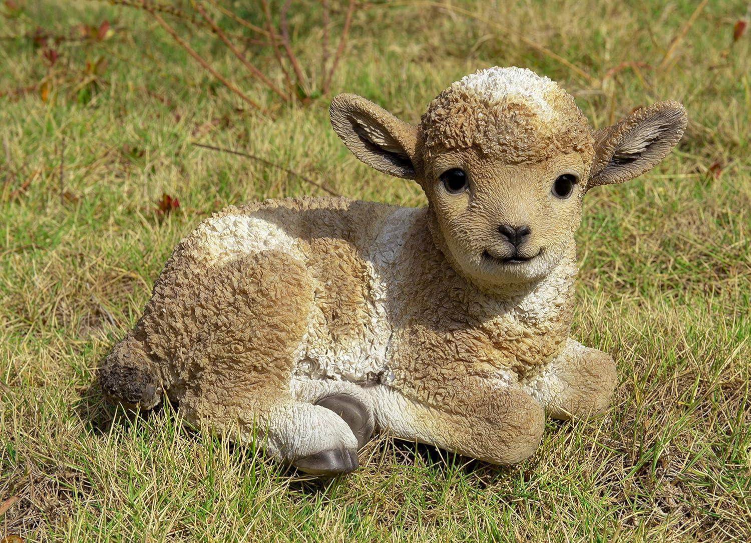 Baby Lamb Lying Down