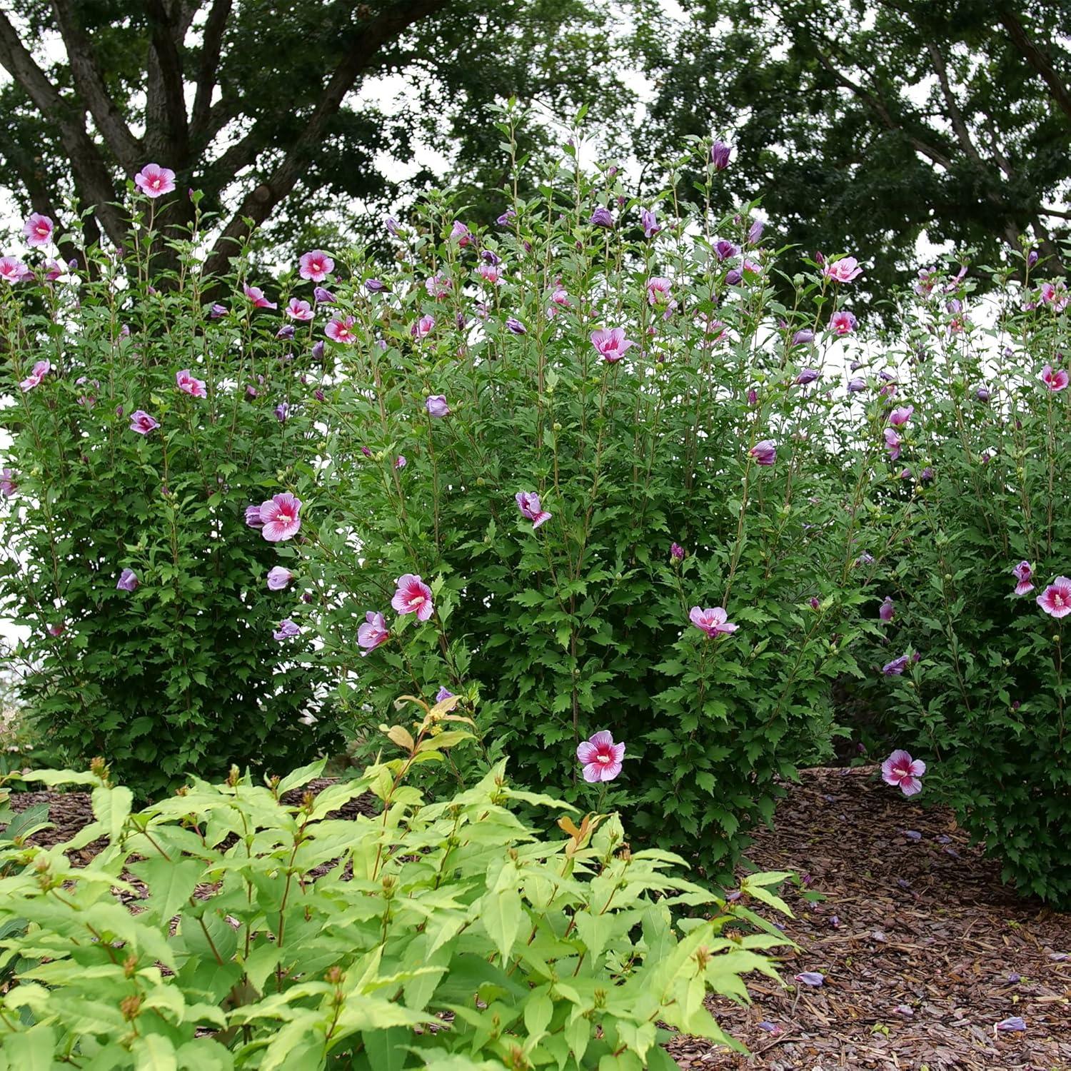 Purple Pillar Hibiscus Shrub with Lush Green Foliage