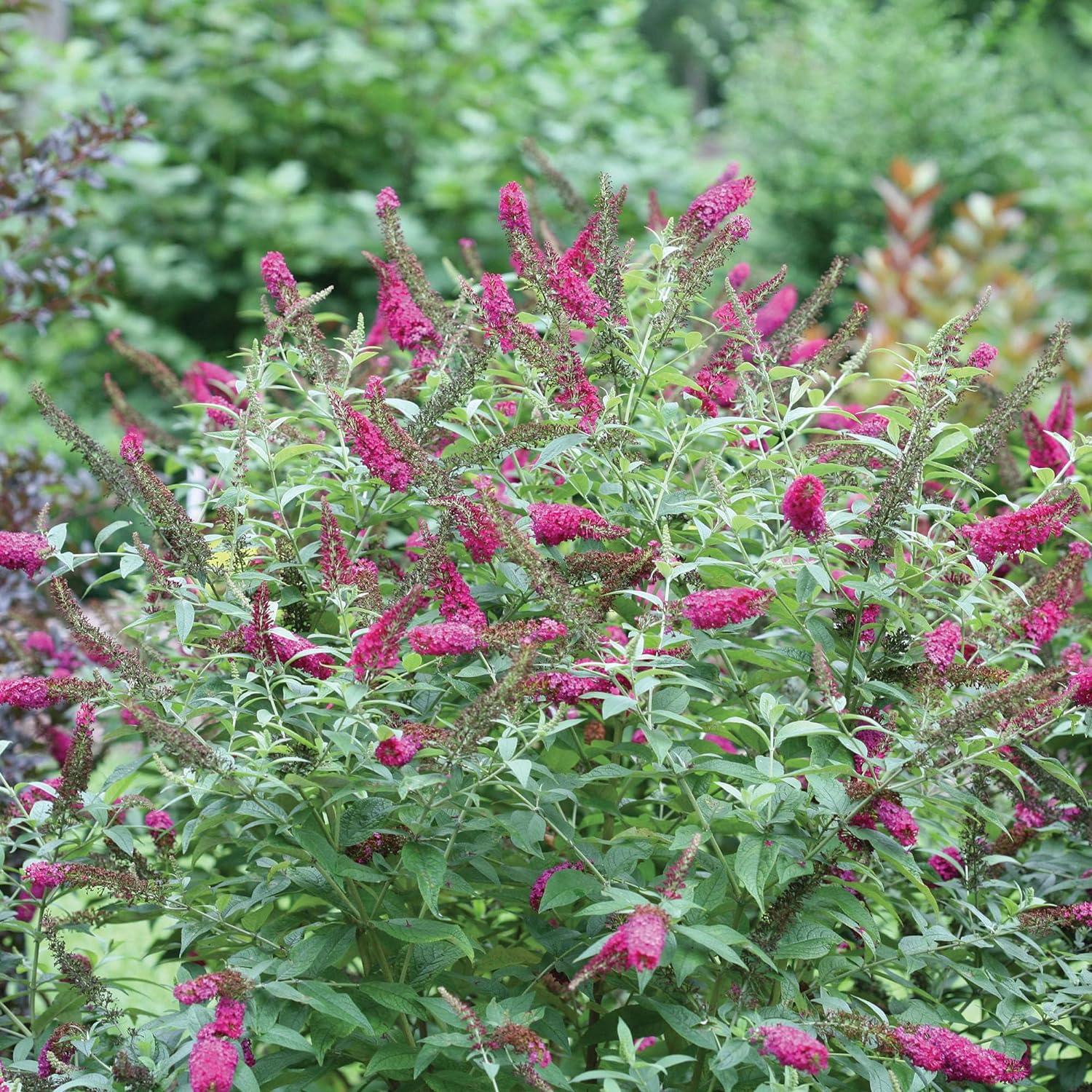 Miss Molly Pink and Red Butterfly Bush in 2-Gallon Container