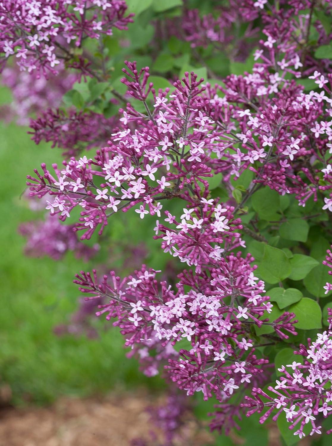 4.5 in. Dark Purple Reblooming Lilac Live Shrub