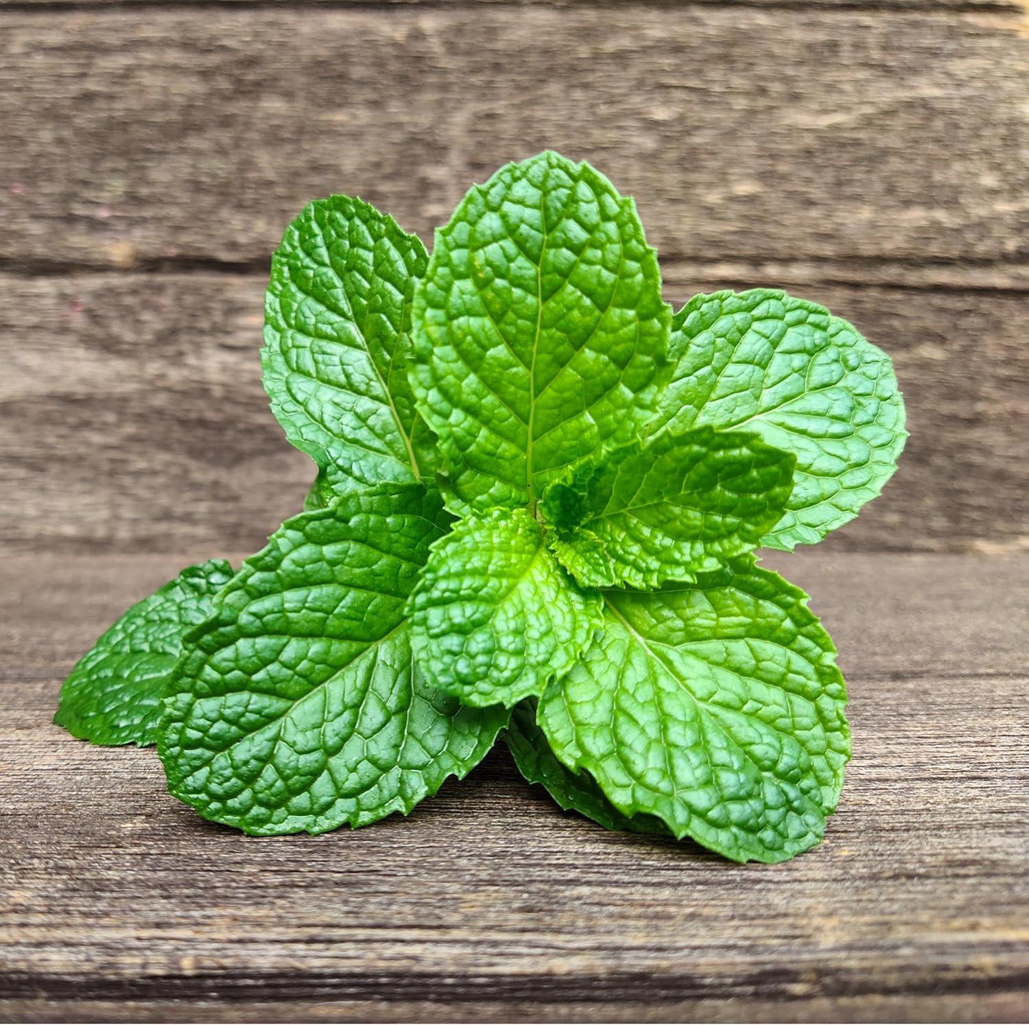 Fresh Mint (Pudina) Leaves - 1.5-2oz - Rani Brand Authentic Indian Products