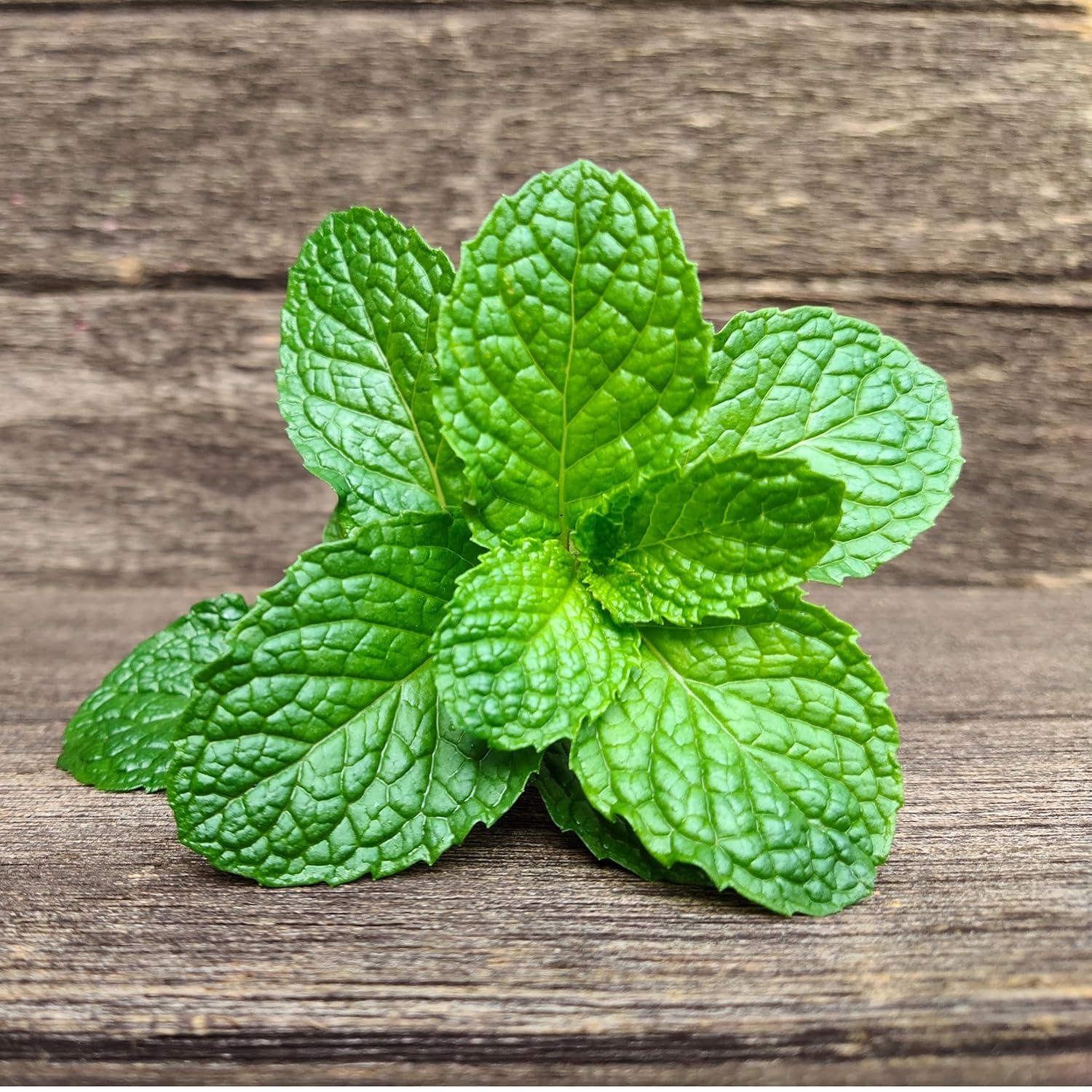 Fresh Mint (Pudina) Leaves - 1.5-2oz - Rani Brand Authentic Indian Products
