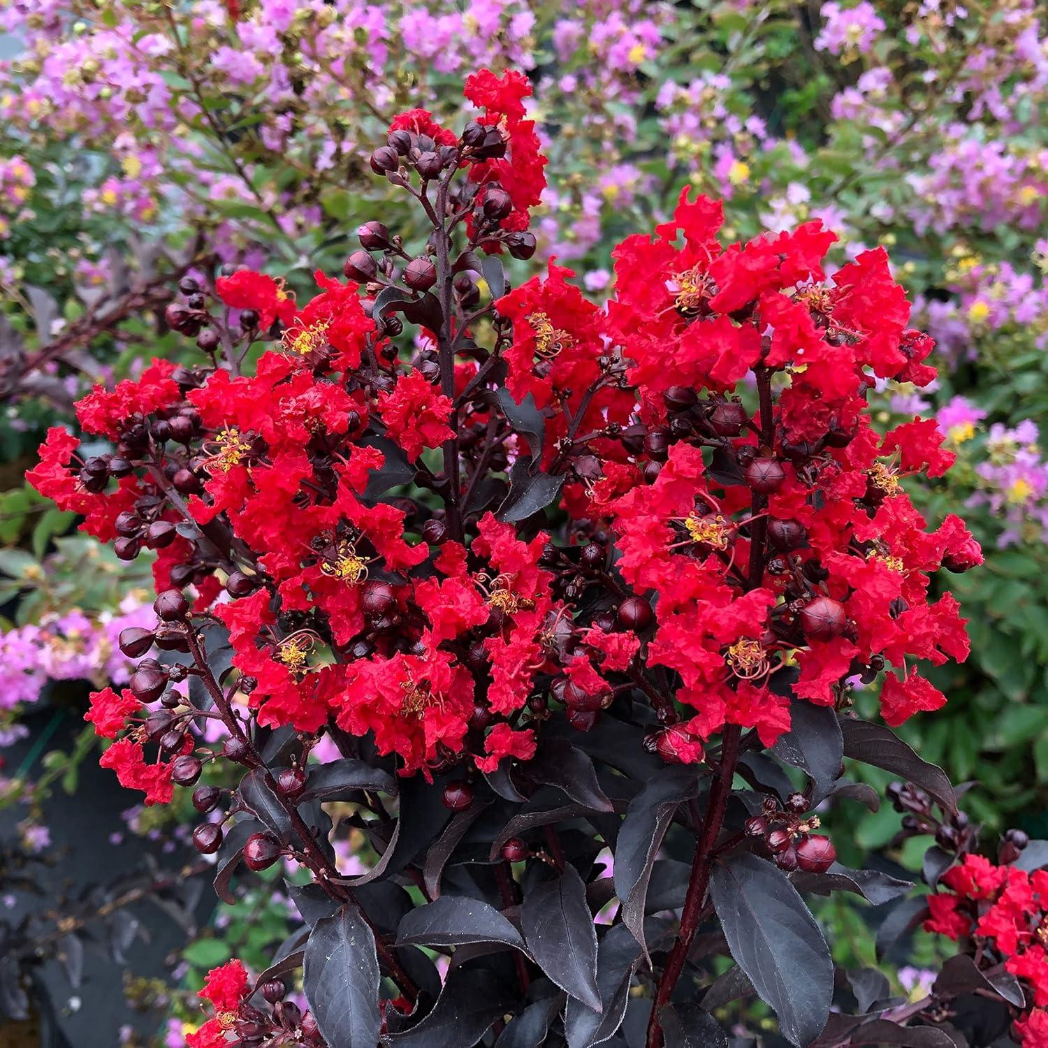 2 Gallon Red Center Stage Crape Myrtle Shrub