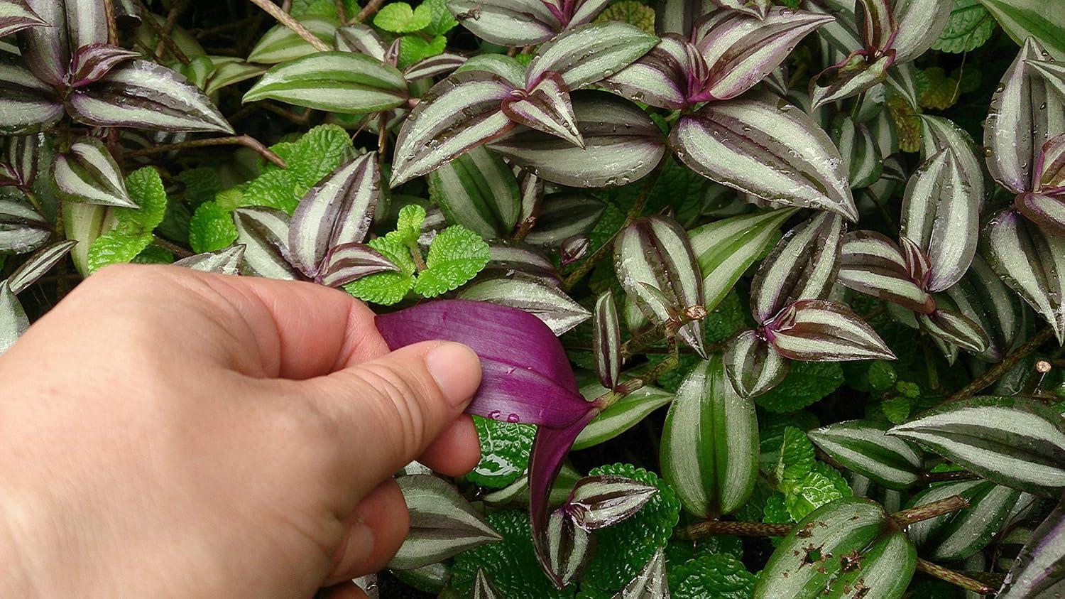 Wandering Jew Plant Hanging Basket - Live Plant in a 4 Inch Hanging Pot - Tradescantia - Beautiful Clean Air Indoor Outdoor Vine