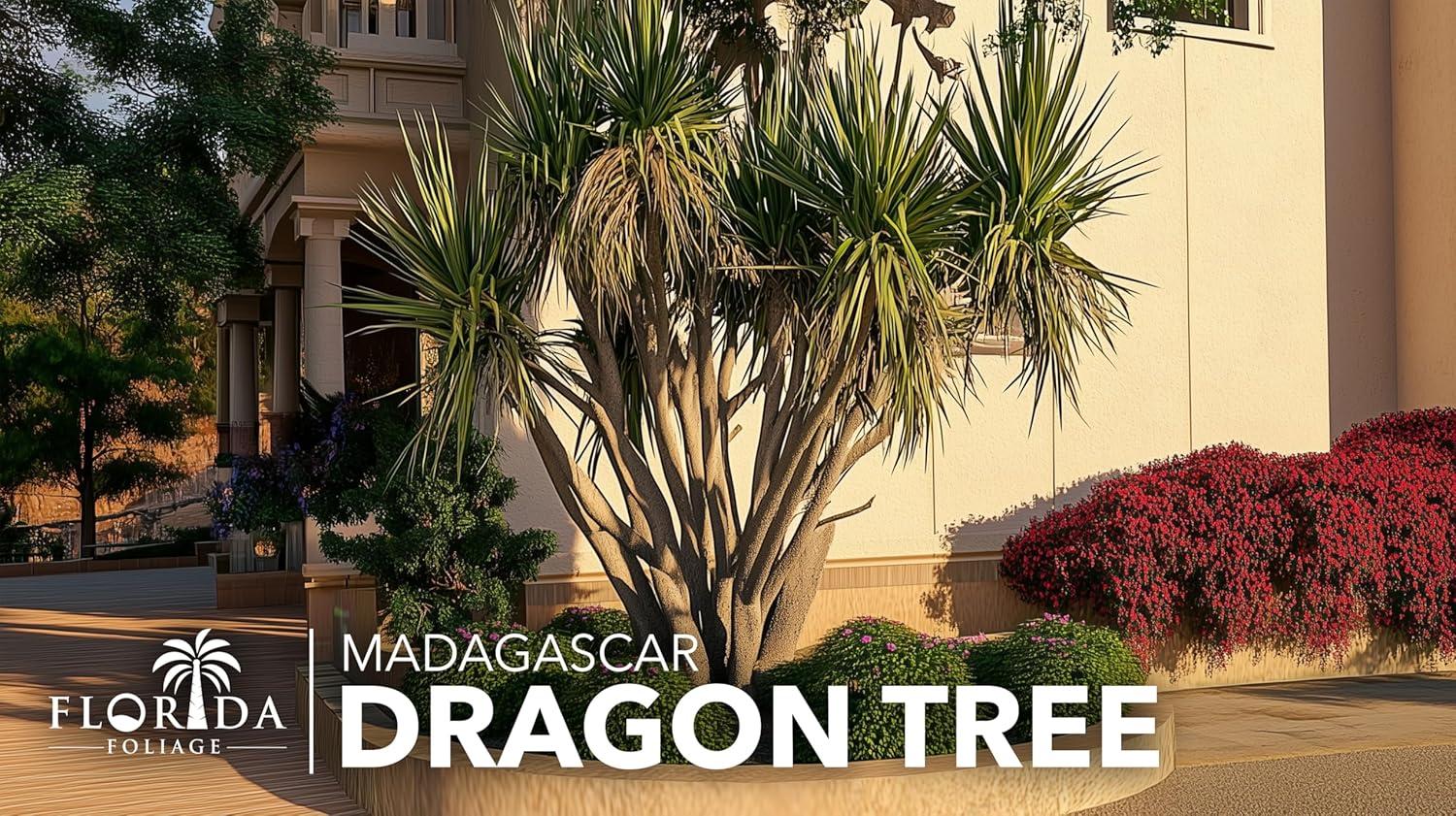 Extra Large Madagascar Dragon Tree in Black Pot