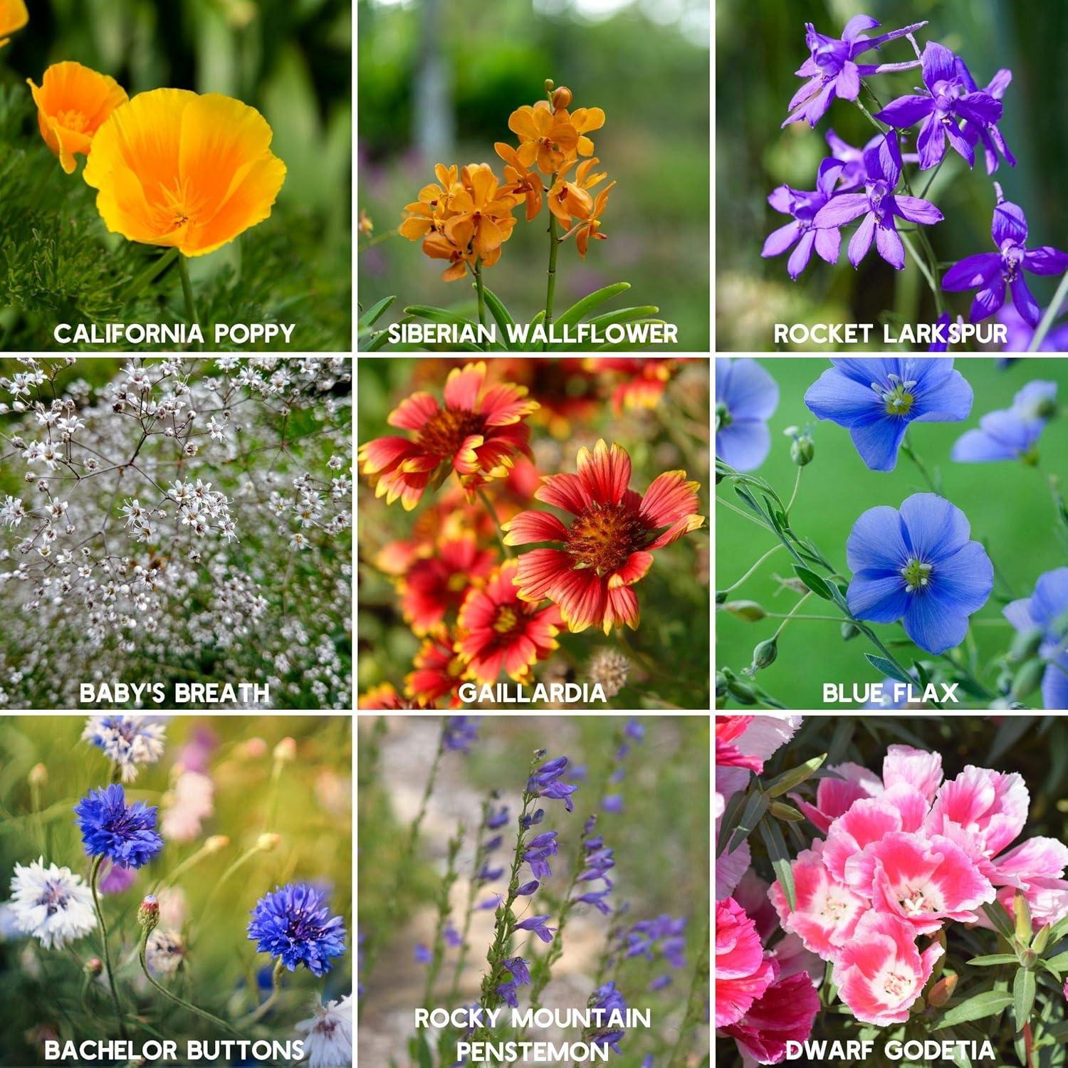 Mountain Valley Seed Company Rocky Mountain Wildflower Mix, 80,000 Flower Seeds, 18 Assorted