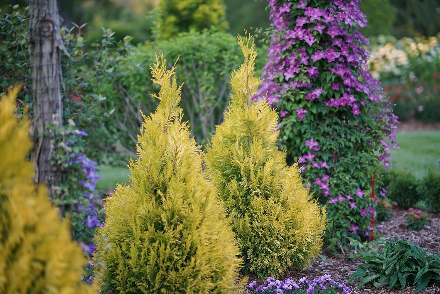 Proven Winners 1 Gallon Fluffy Western Arborvitae (Thuja) Live Evergreen Shrub