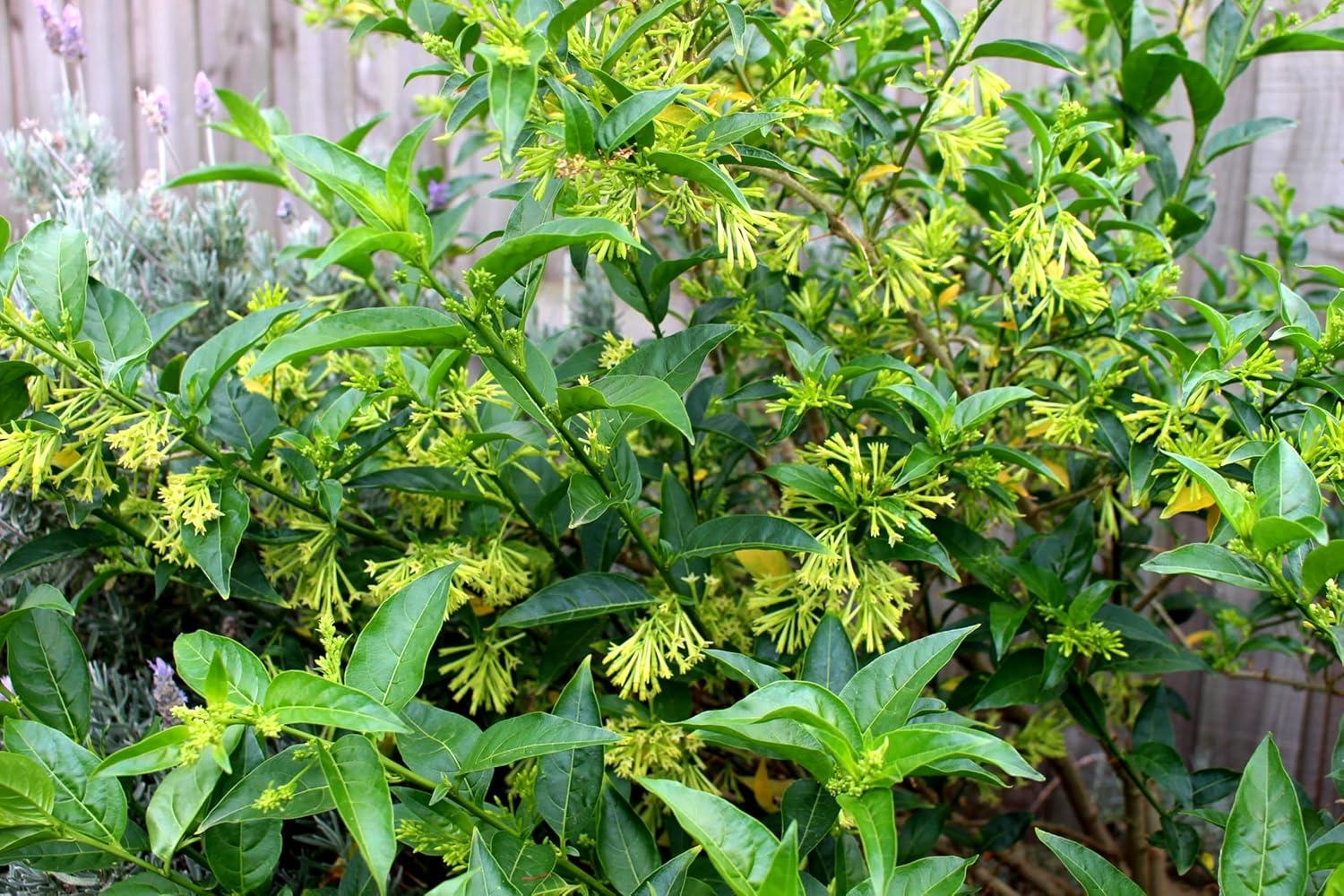 Night Blooming Jasmine Outdoor Fragrant Vine - 3 Plants