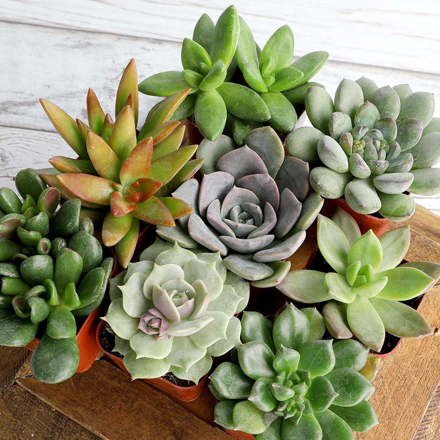 Altman Specialty Plants Live Succulent Plant in Nursery Pot