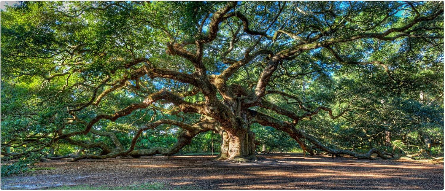 "Angel Oak Charleston" Canvas Art by Pierre Leclerc