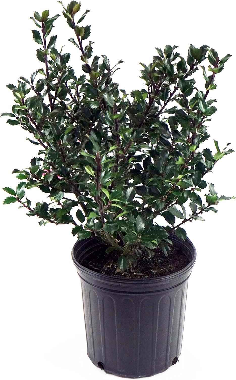 Ilex X meserveae 'Blue Prince' (Blue Holly) Evergreen, #3 - Size Container